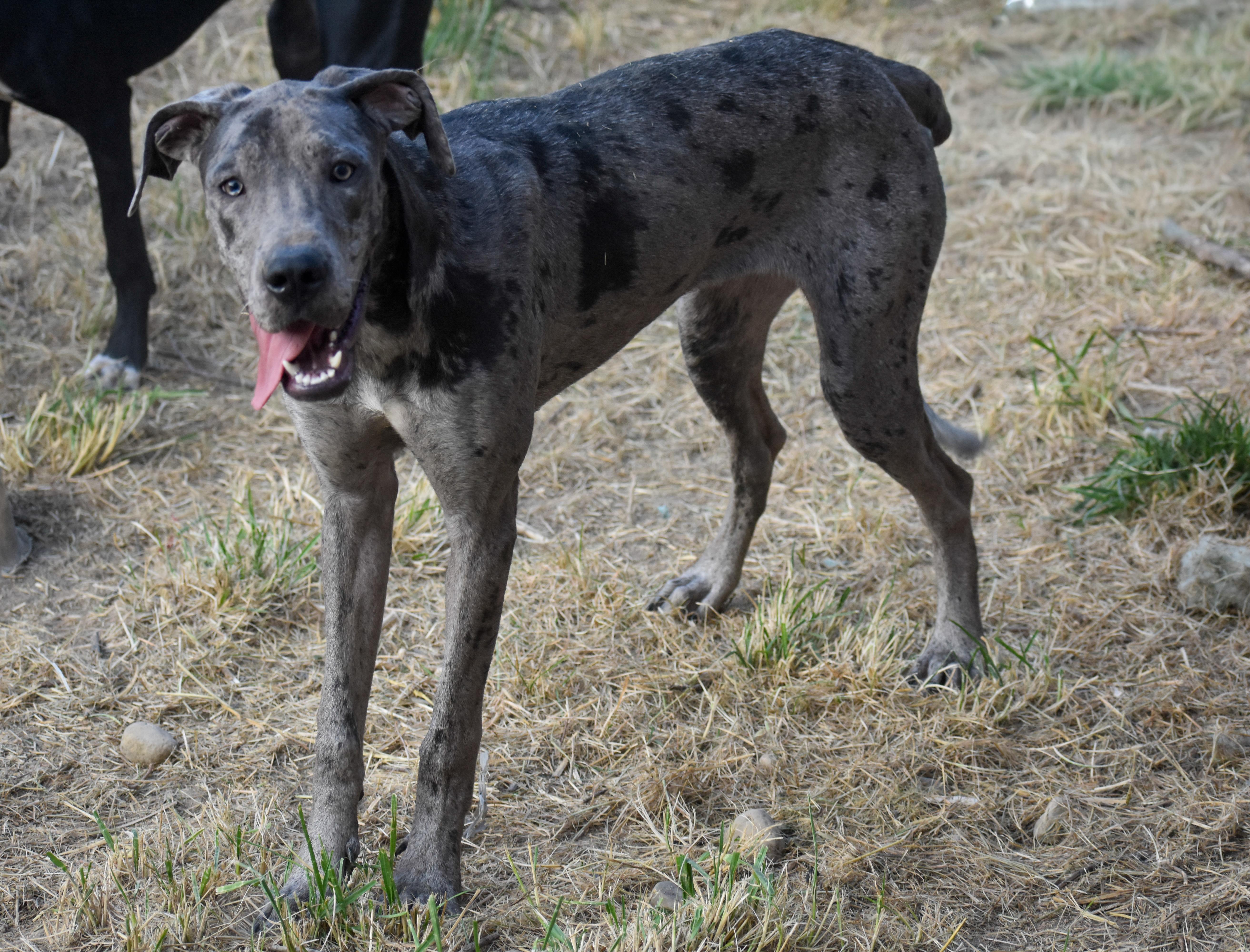Blue, a Adoptable Great Dane in Indianapolis, IN image 4/5