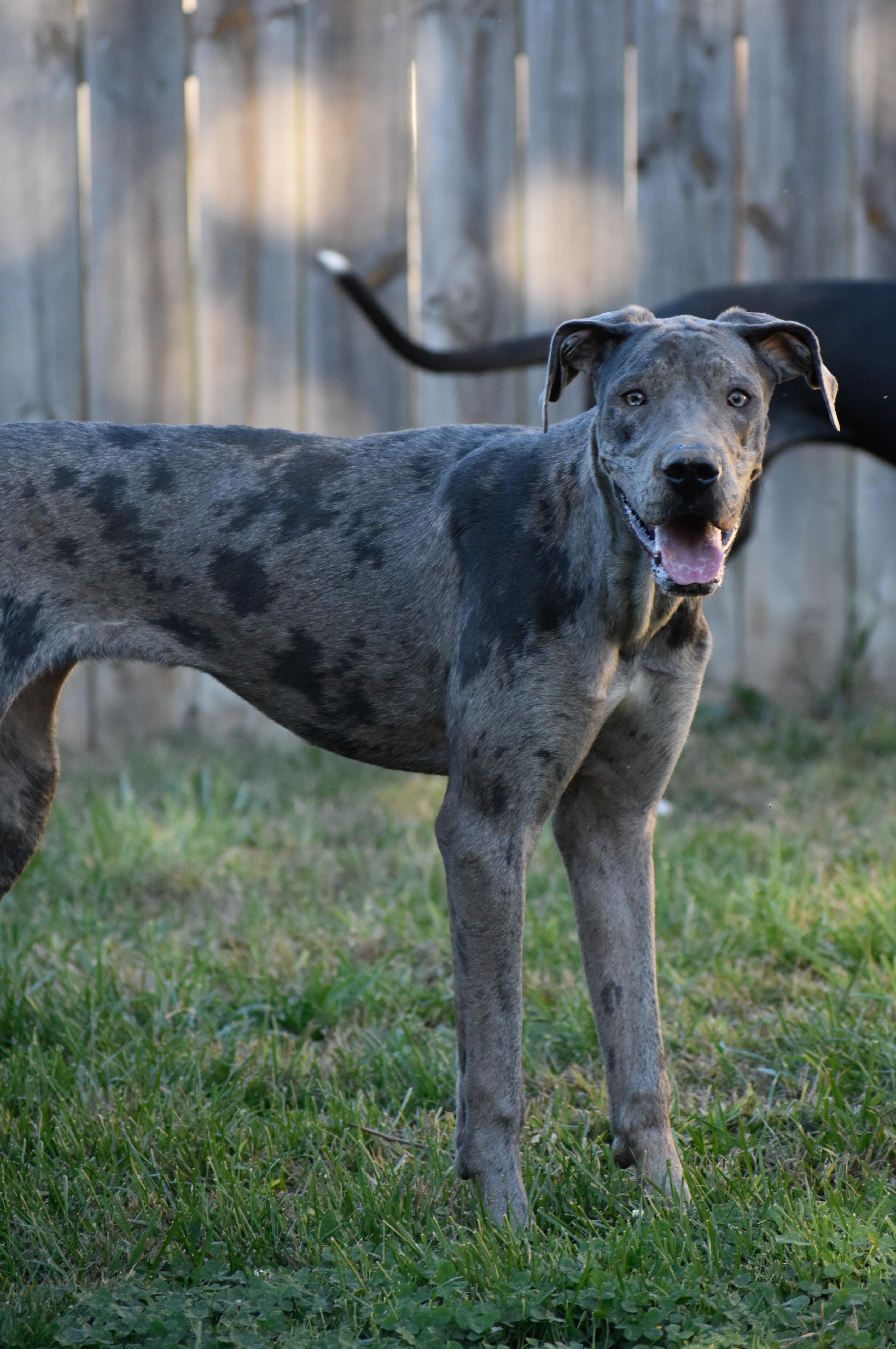 Blue, a Adoptable Great Dane in Indianapolis, IN image 1/5