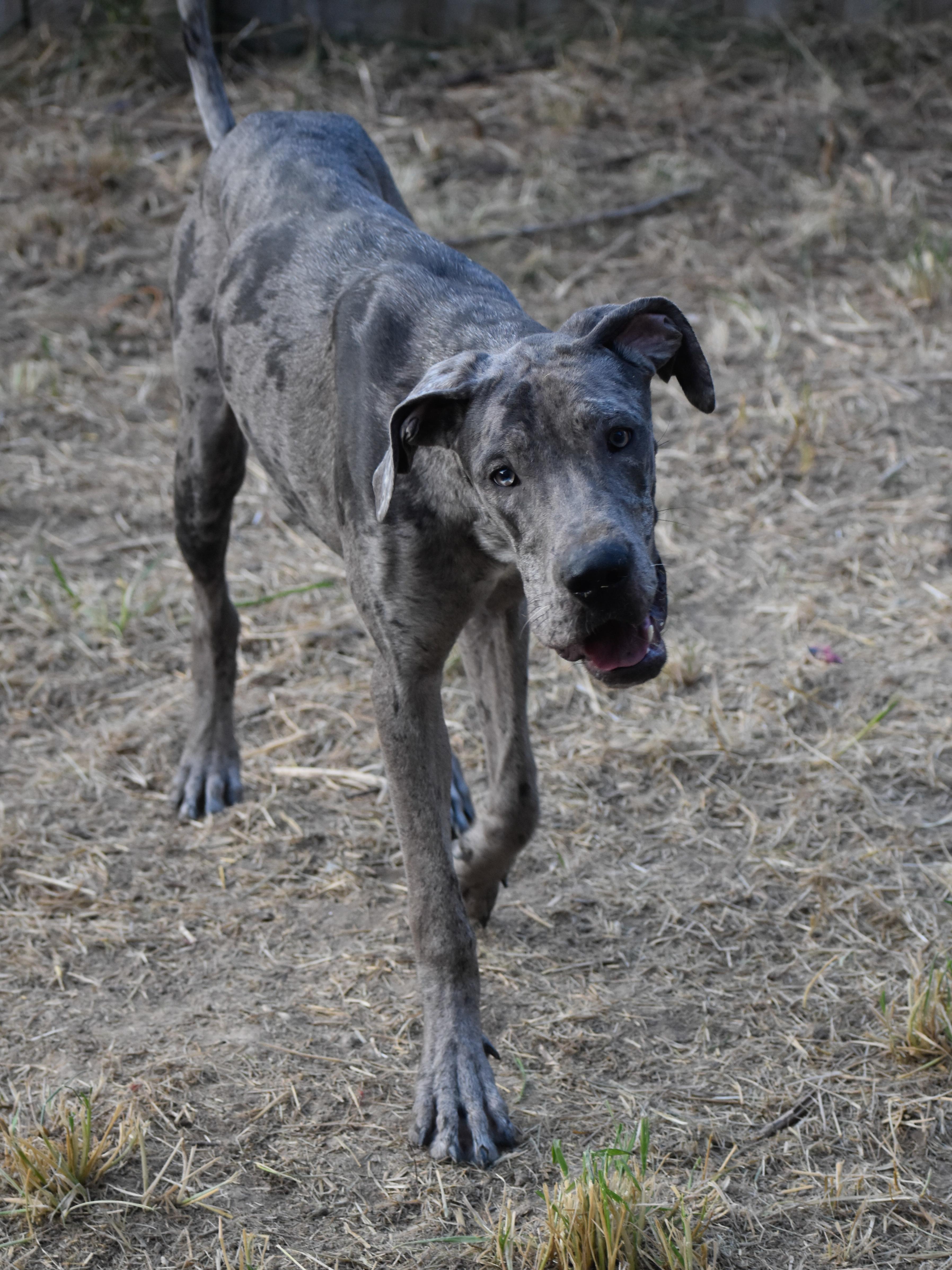Blue, a Adoptable Great Dane in Indianapolis, IN image 5/5