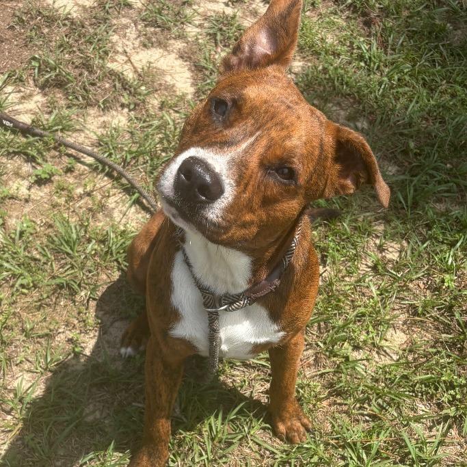 Beaver, Adoptable, Adult Male Mixed Breed.