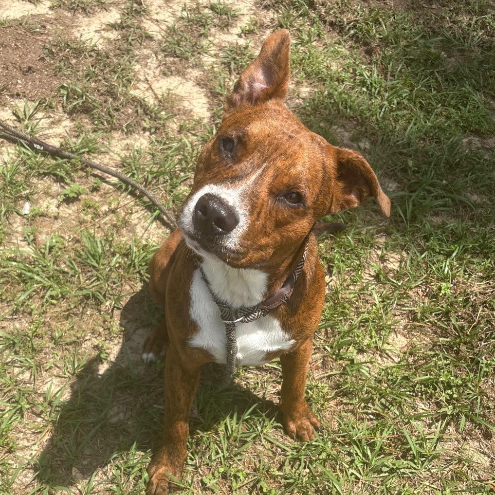 Enlarge Beaver, a Adoptable Mixed Breed in Milton, FL image 2/2