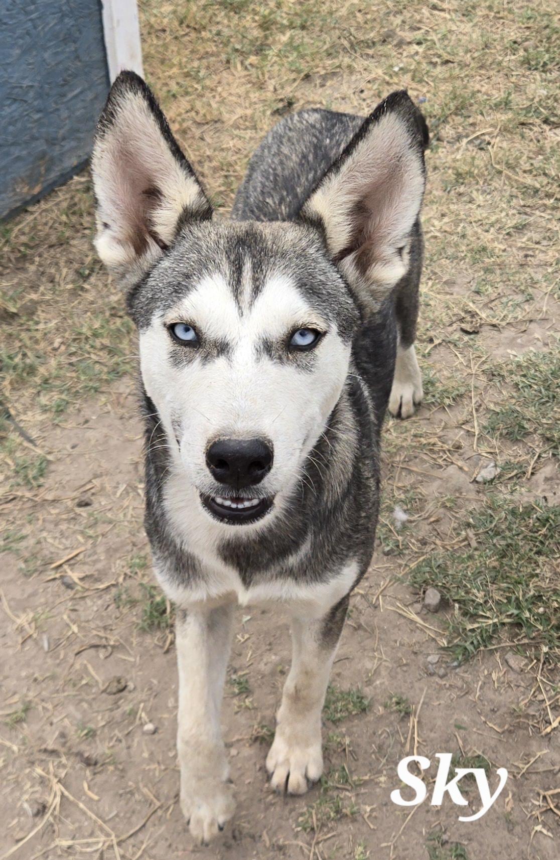 Sky, a Adoptable mixed breed in North Babylon, NY image 2/2