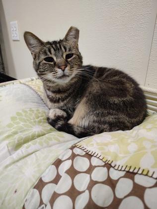 CALLIE 2, Adoptable, Senior Female Domestic Short Hair & Domestic Short Hair.