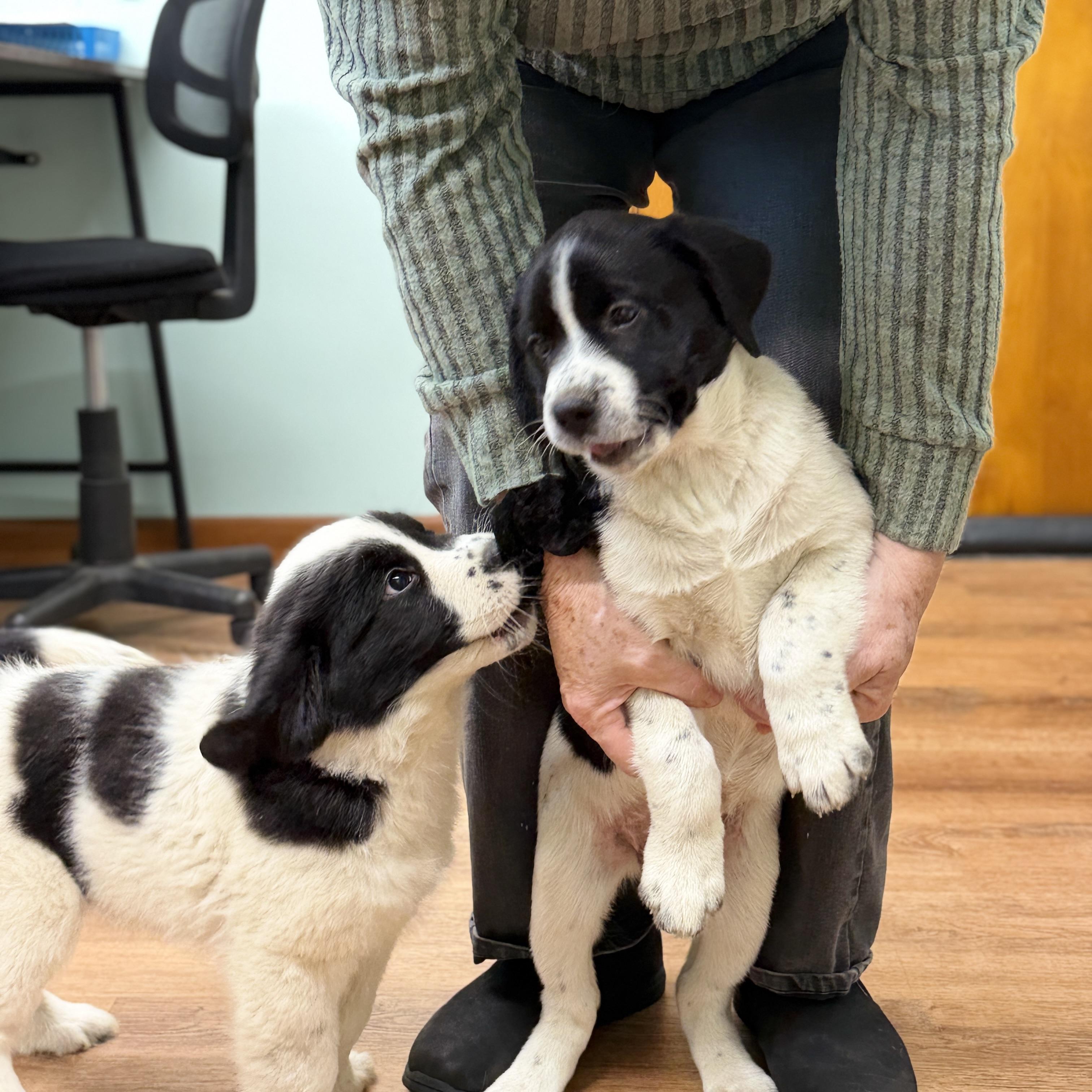 Enlarge Puppies, a Adoptable Great Pyrenees in Alliance, OH image 3/4