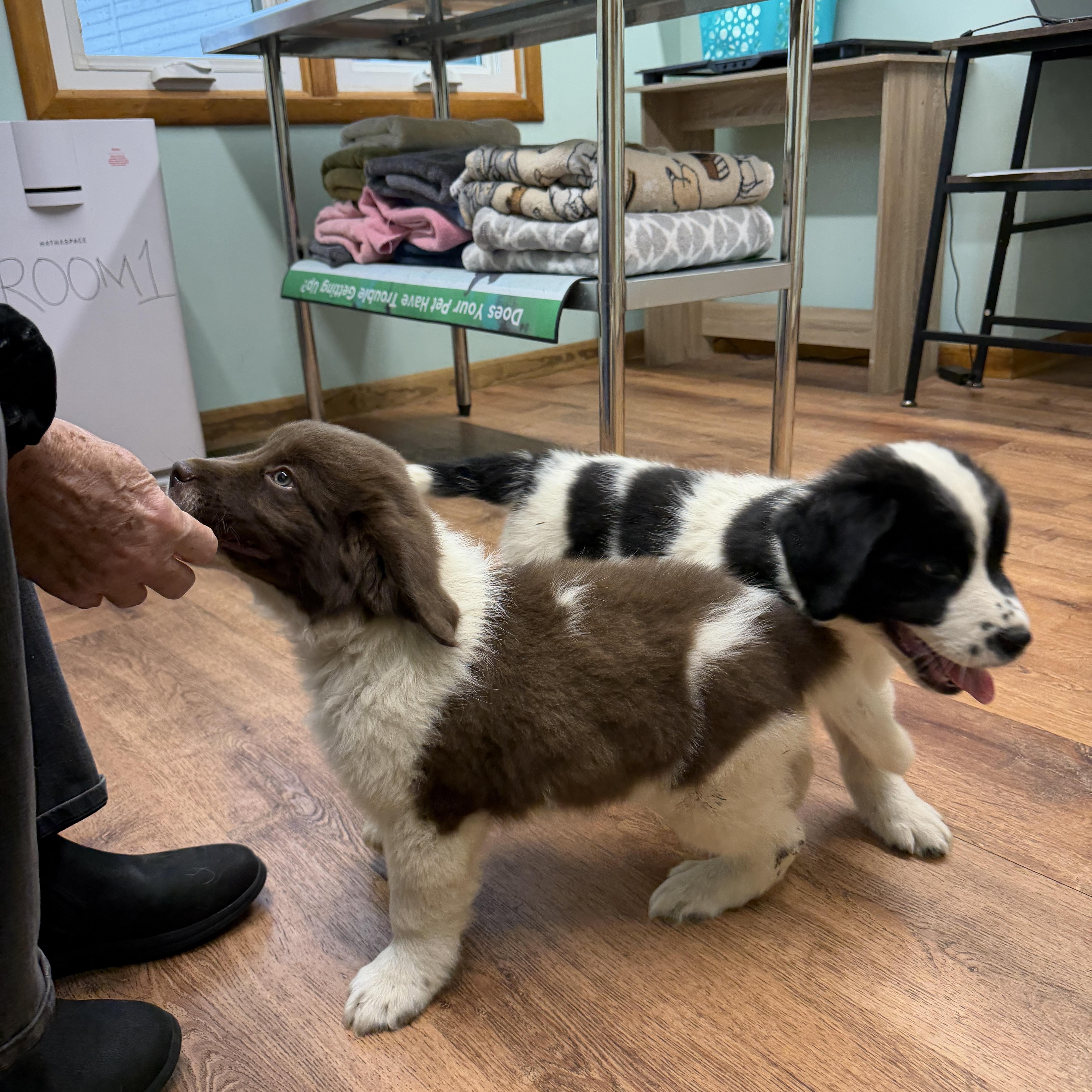 Enlarge Puppies, a Adoptable Great Pyrenees in Alliance, OH image 2/4