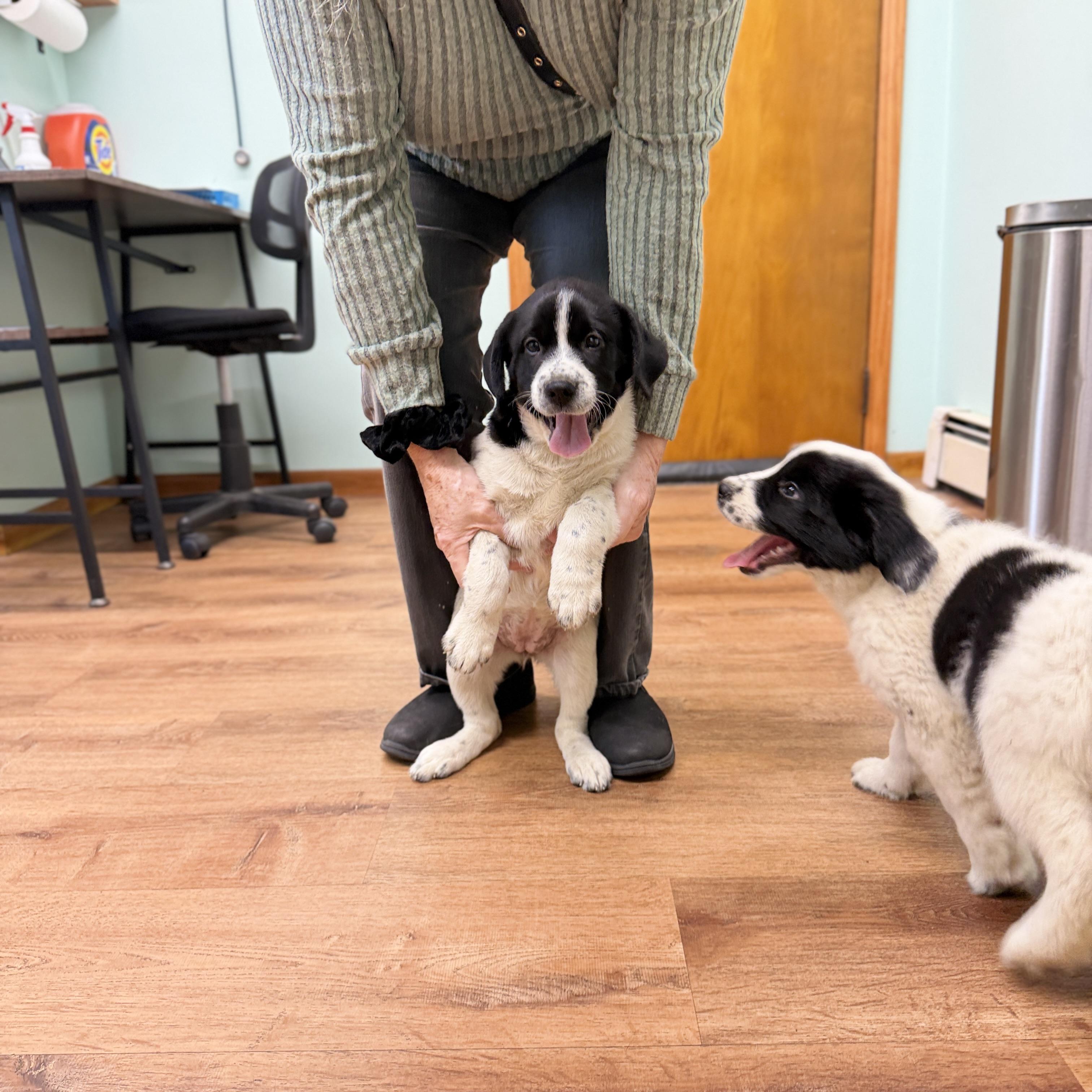 Enlarge Puppies, a Adoptable Great Pyrenees in Alliance, OH image 4/4