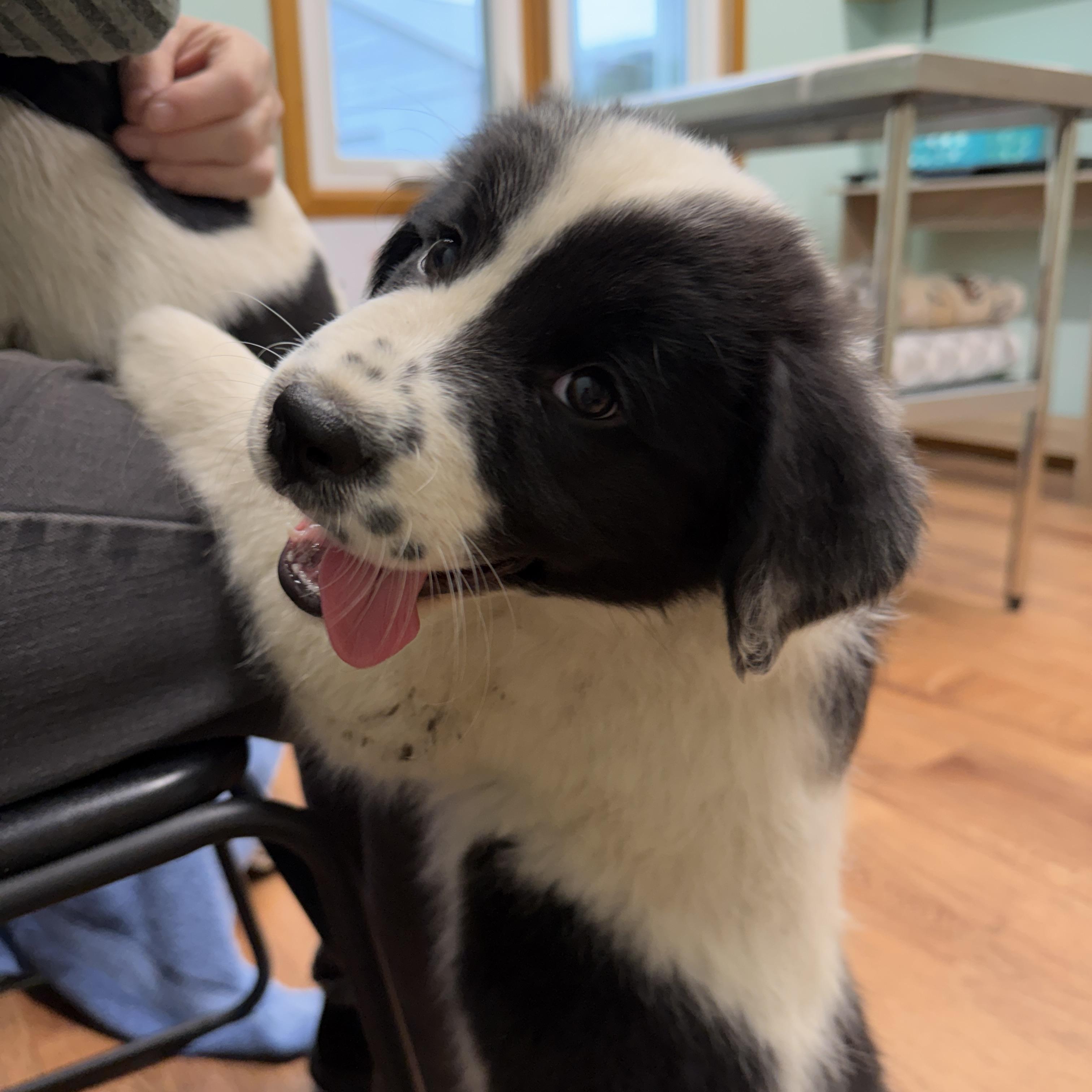 Enlarge Puppies, a Adoptable Great Pyrenees in Alliance, OH image 1/4