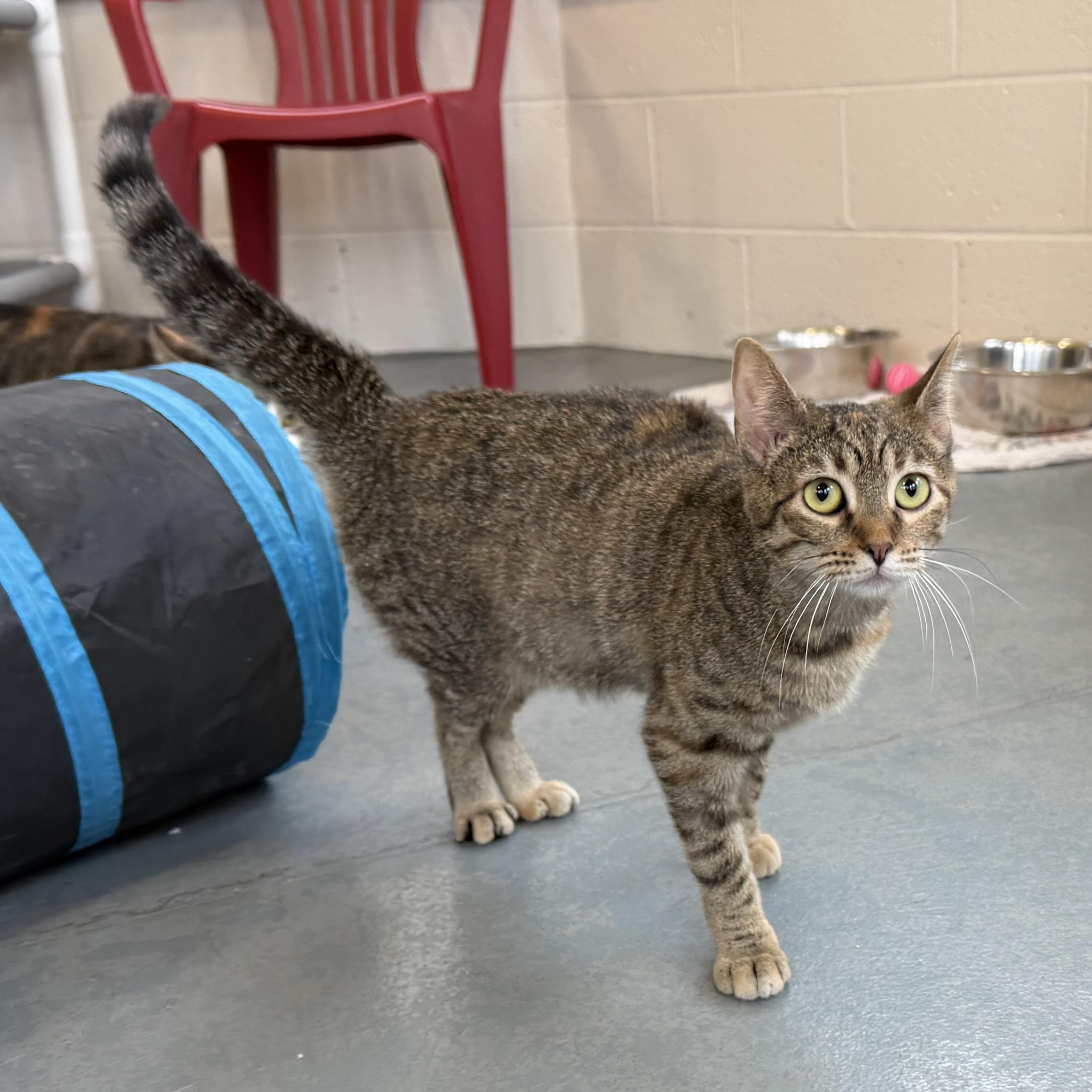 Bean, an adopted mixed breed in Latrobe, PA image 2/4