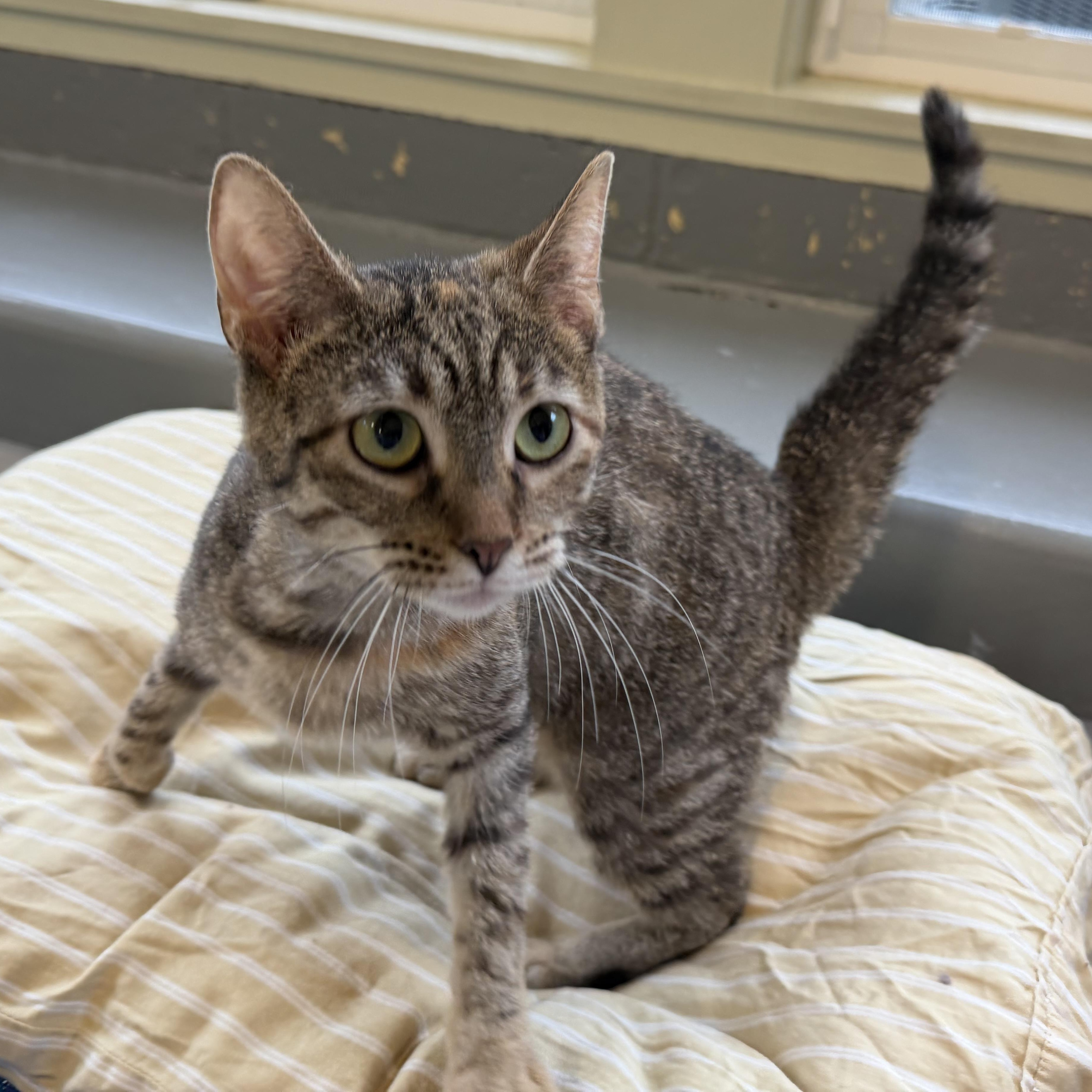 Bean, an adopted mixed breed in Latrobe, PA image 1/4