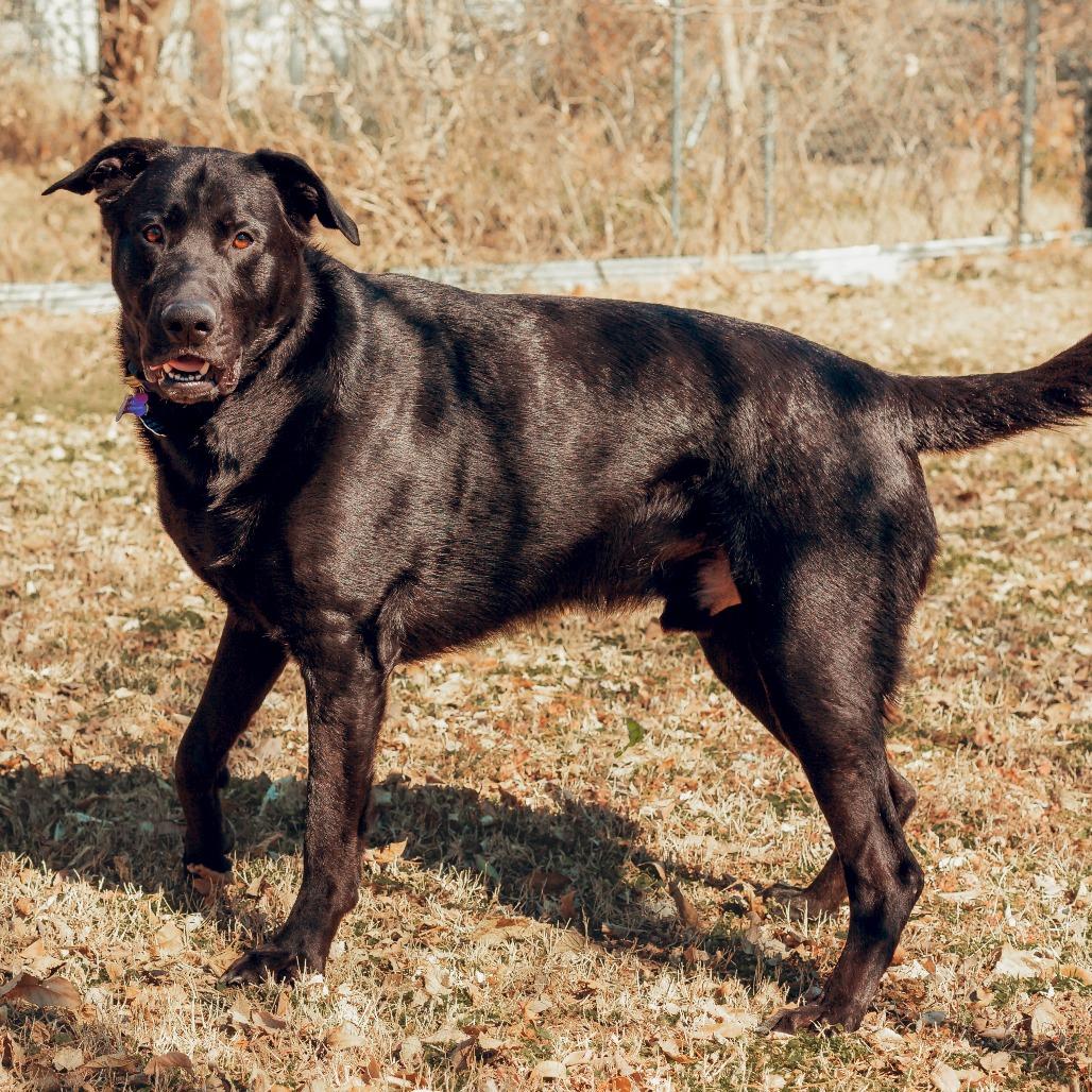 Finnegan, Adoptable, Young Male Labrador Retriever & Mixed Breed.