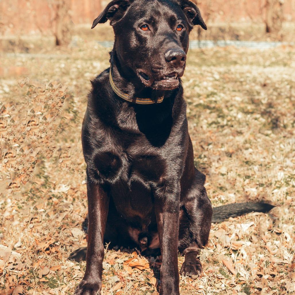 Enlarge Finnegan, a Adoptable mixed breed in Wichita, KS image 2/6