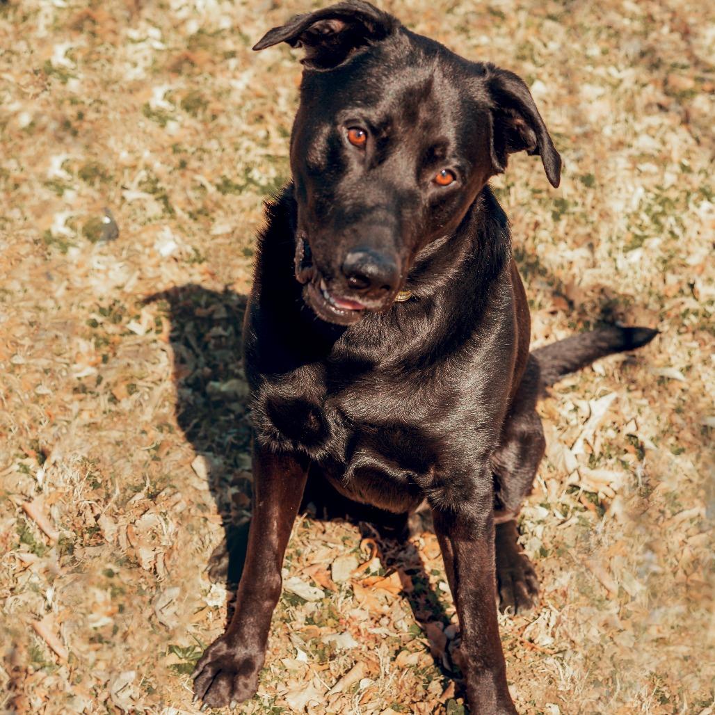Enlarge Finnegan, a Adoptable mixed breed in Wichita, KS image 3/6