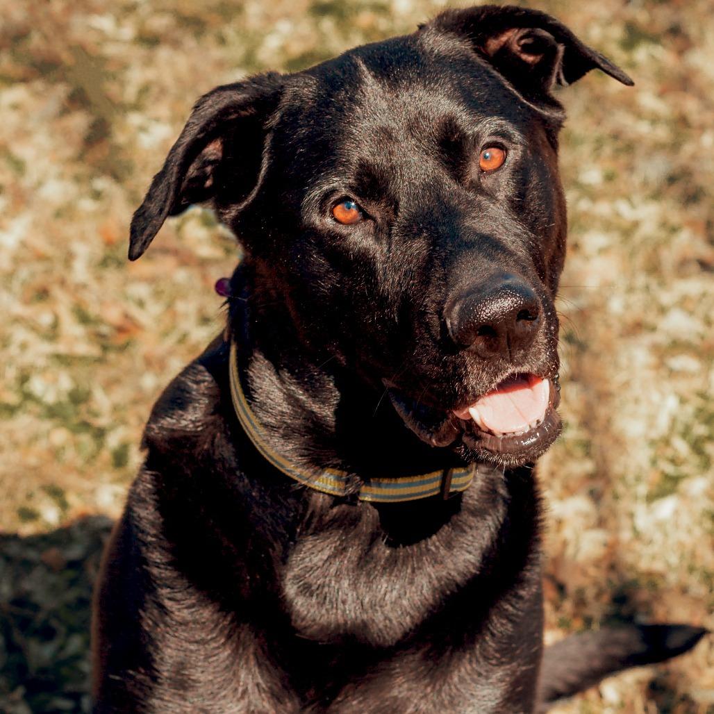 Enlarge Finnegan, a Adoptable mixed breed in Wichita, KS image 4/6