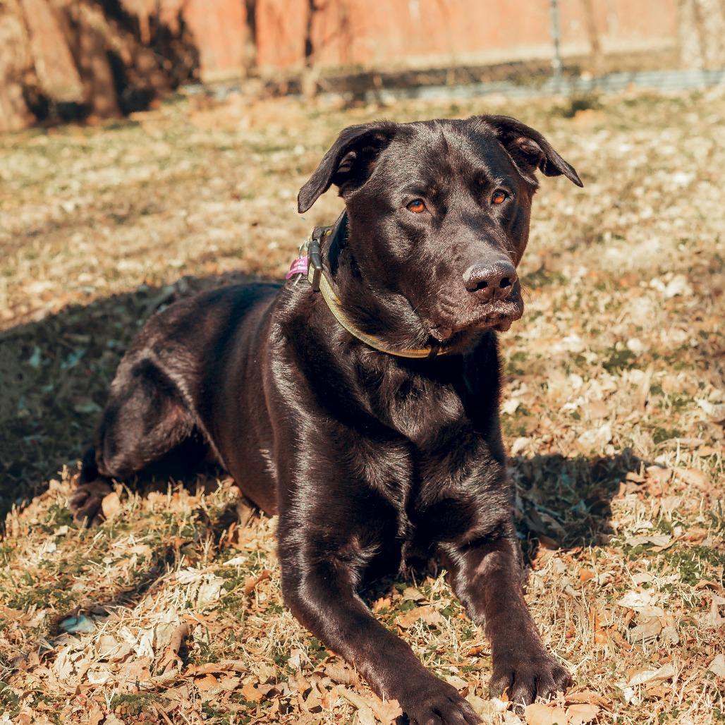 Enlarge Finnegan, a Adoptable mixed breed in Wichita, KS image 6/6
