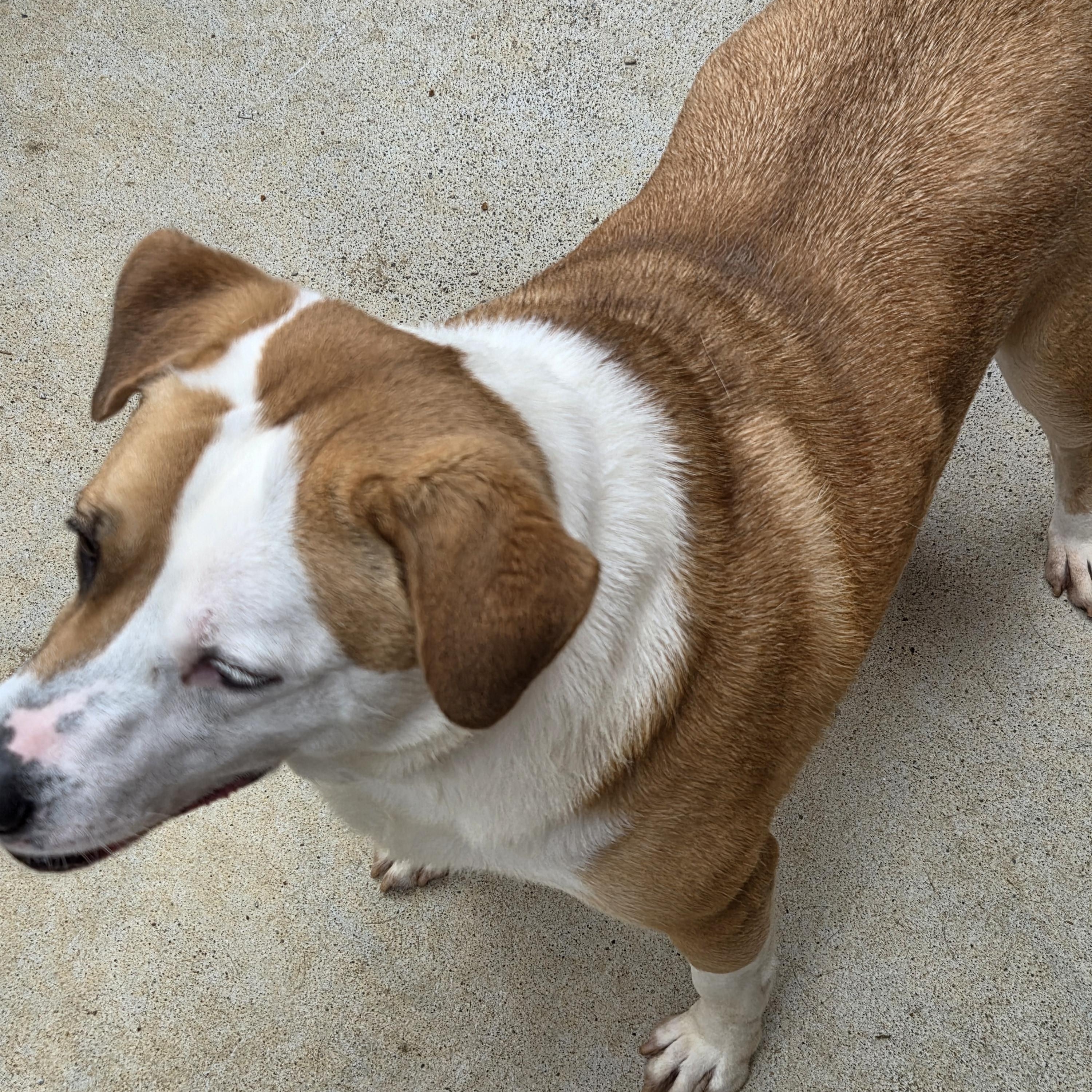 RUBY, a ADOPTABLE mixed breed in Charleston, WV image 2/6