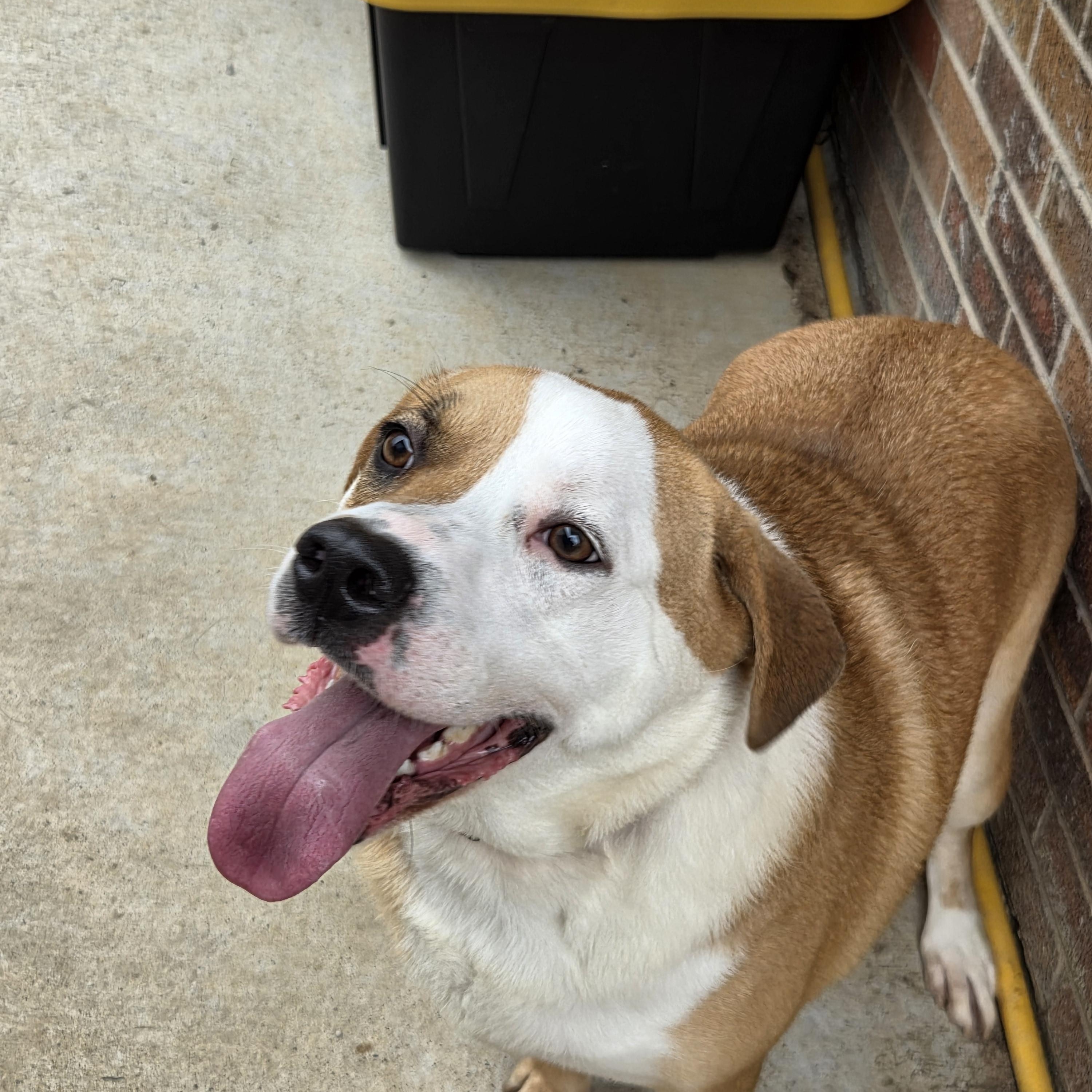 RUBY, a ADOPTABLE mixed breed in Charleston, WV image 3/6