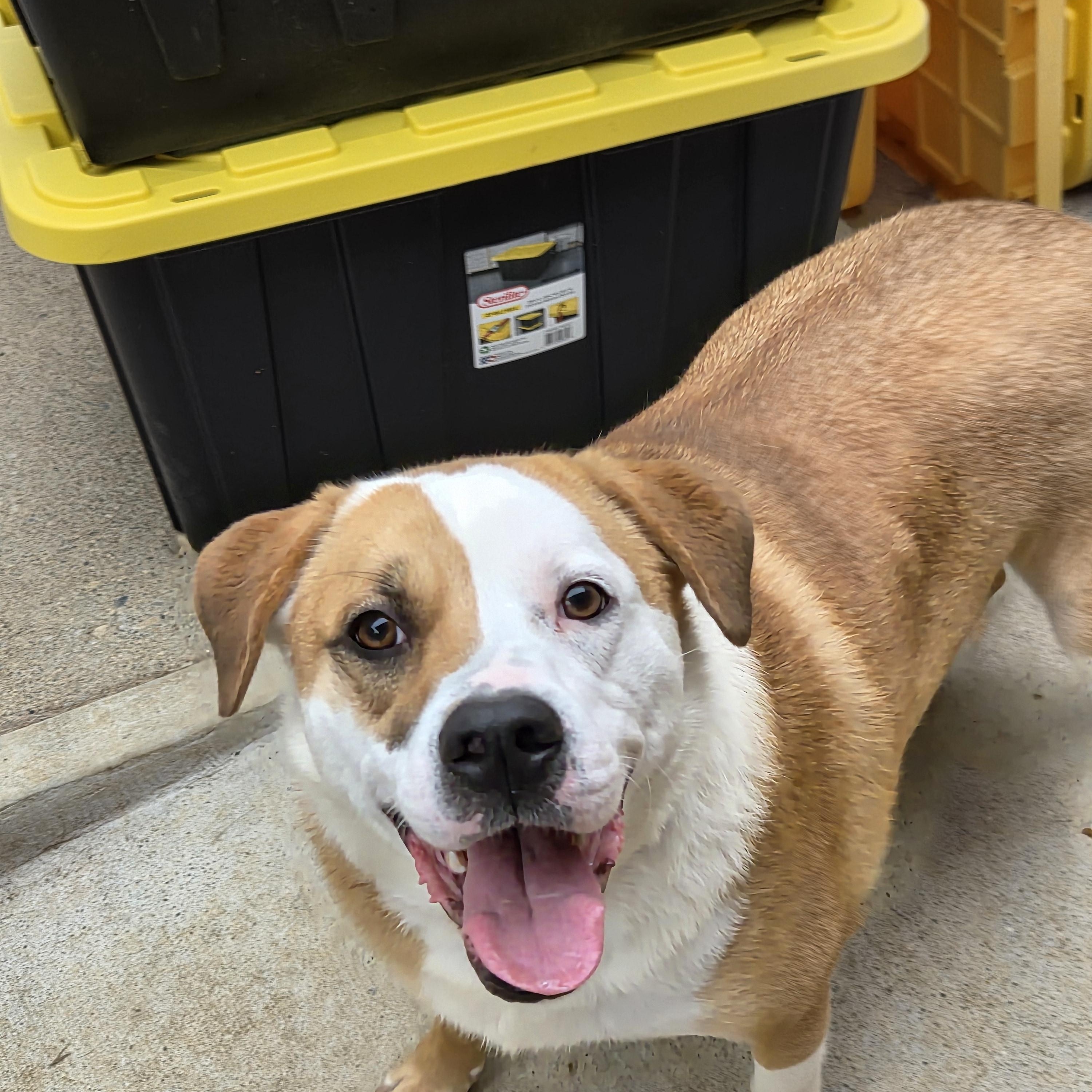 RUBY, ADOPTABLE, Young Female Rough Collie & Labrador Retriever.