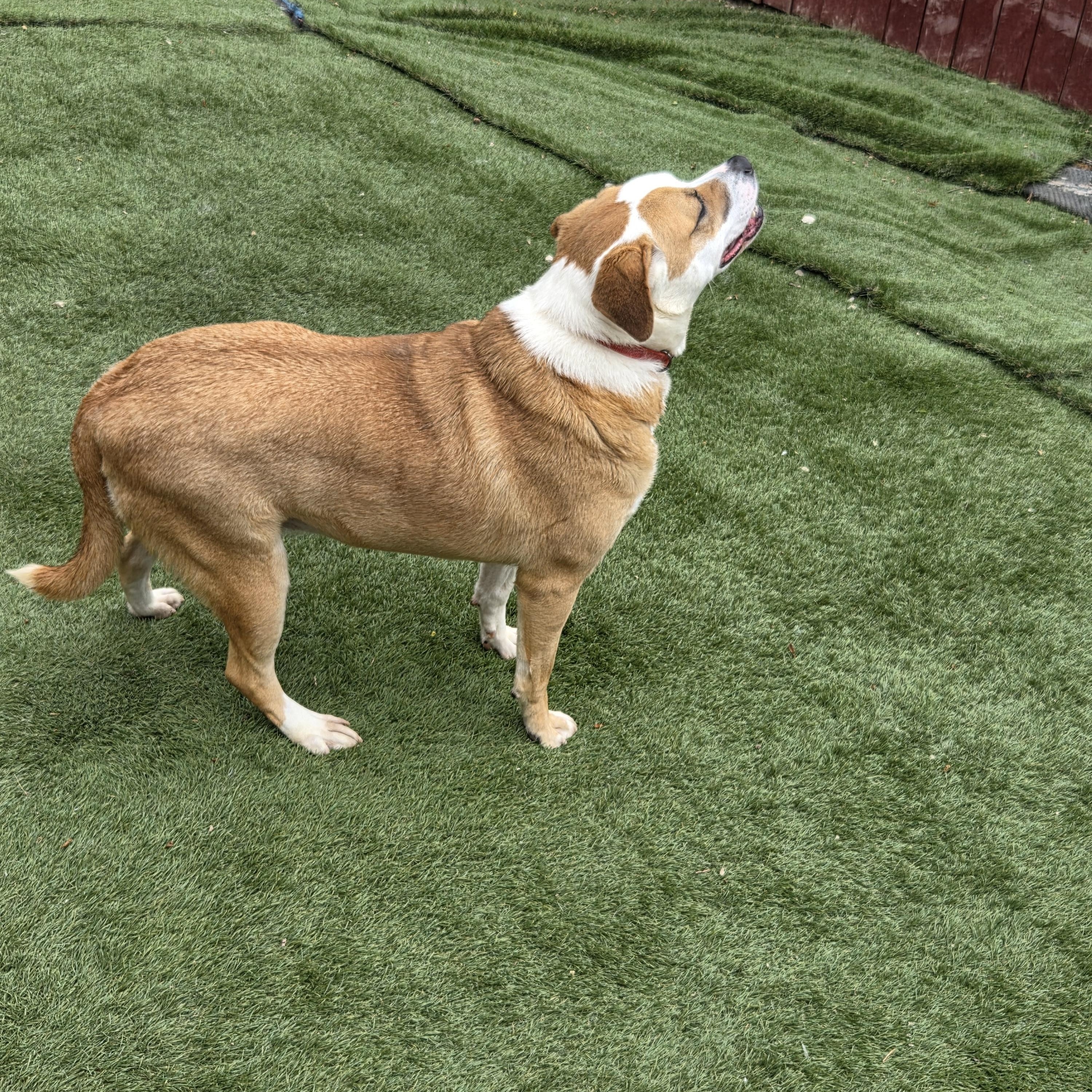 RUBY, a ADOPTABLE mixed breed in Charleston, WV image 6/6