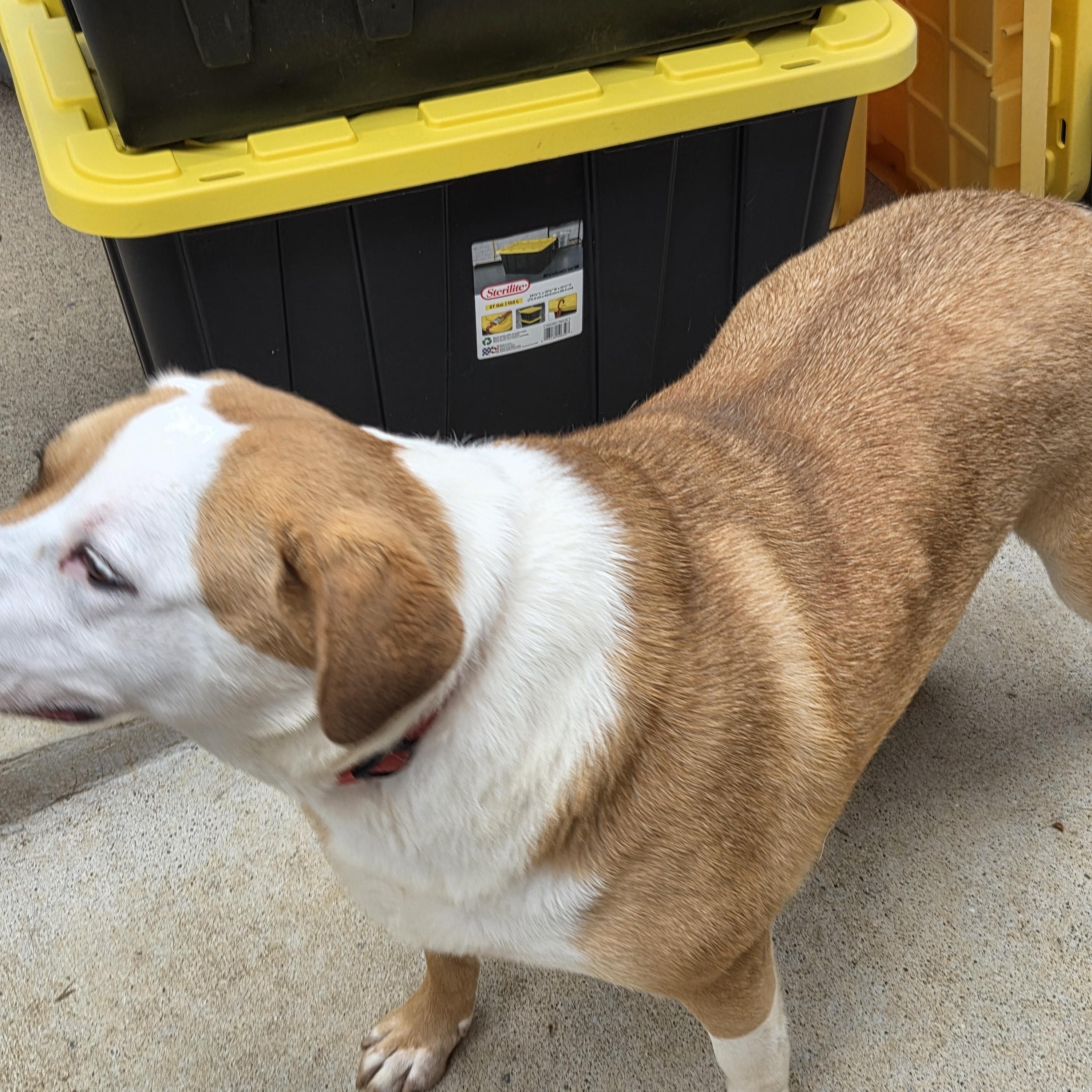 RUBY, a ADOPTABLE mixed breed in Charleston, WV image 4/6