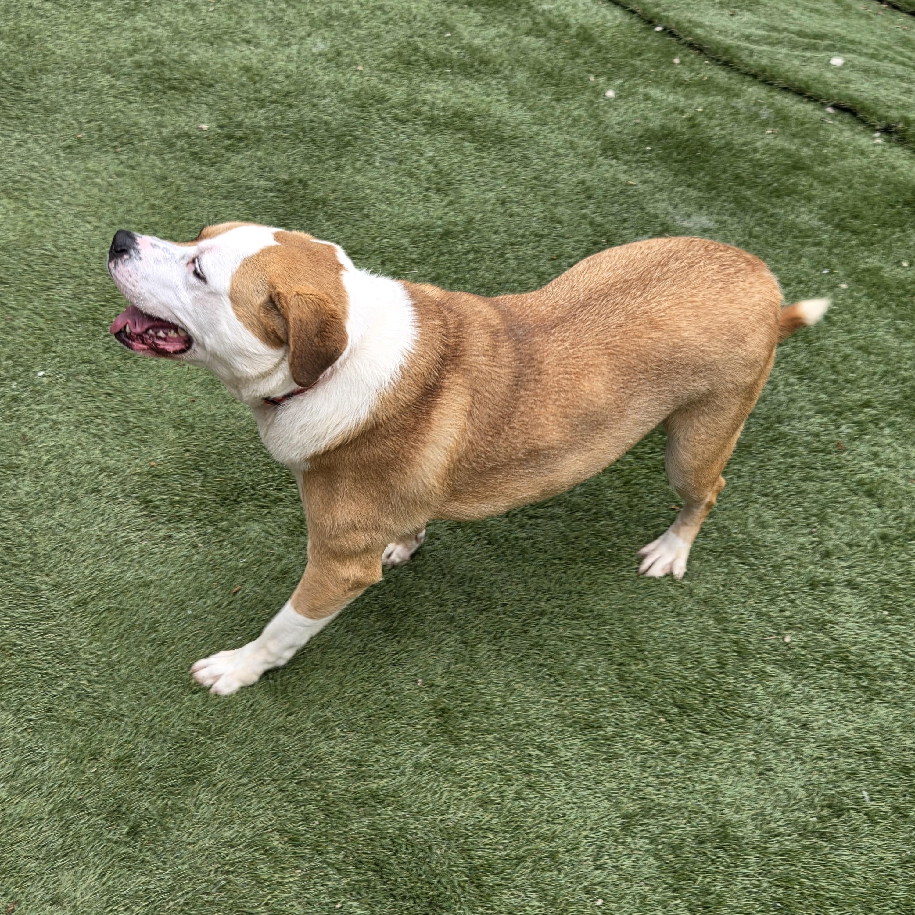 RUBY, a ADOPTABLE mixed breed in Charleston, WV image 5/6