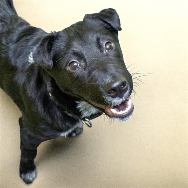 DANTE, Adoptable, Young Male Australian Shepherd & Mixed Breed.