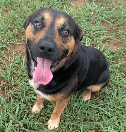 Finn, a ADOPTABLE mixed breed in Jackson, GA image 2/2
