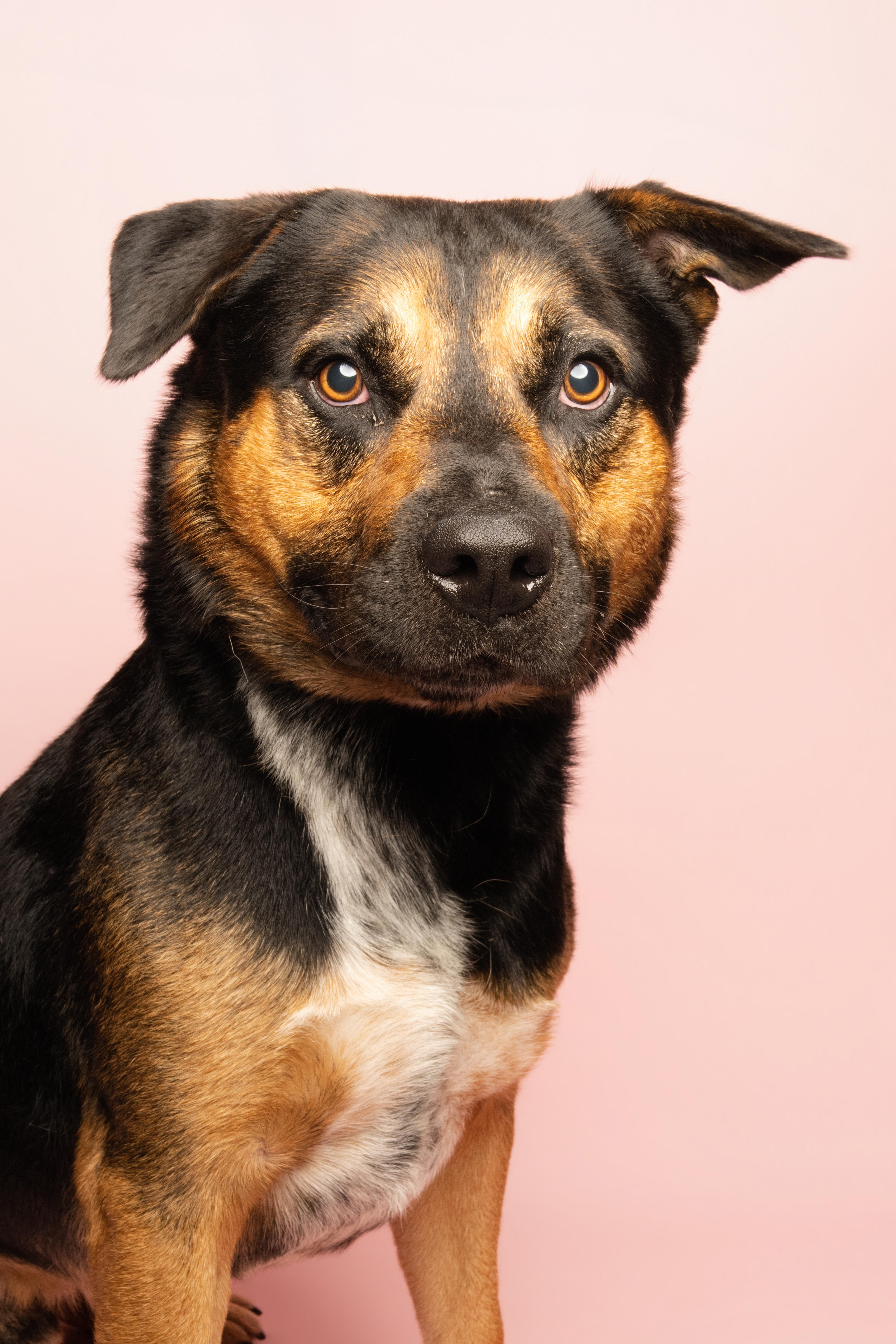 Finn, ADOPTABLE, Adult Male Shepherd & Basset Hound.