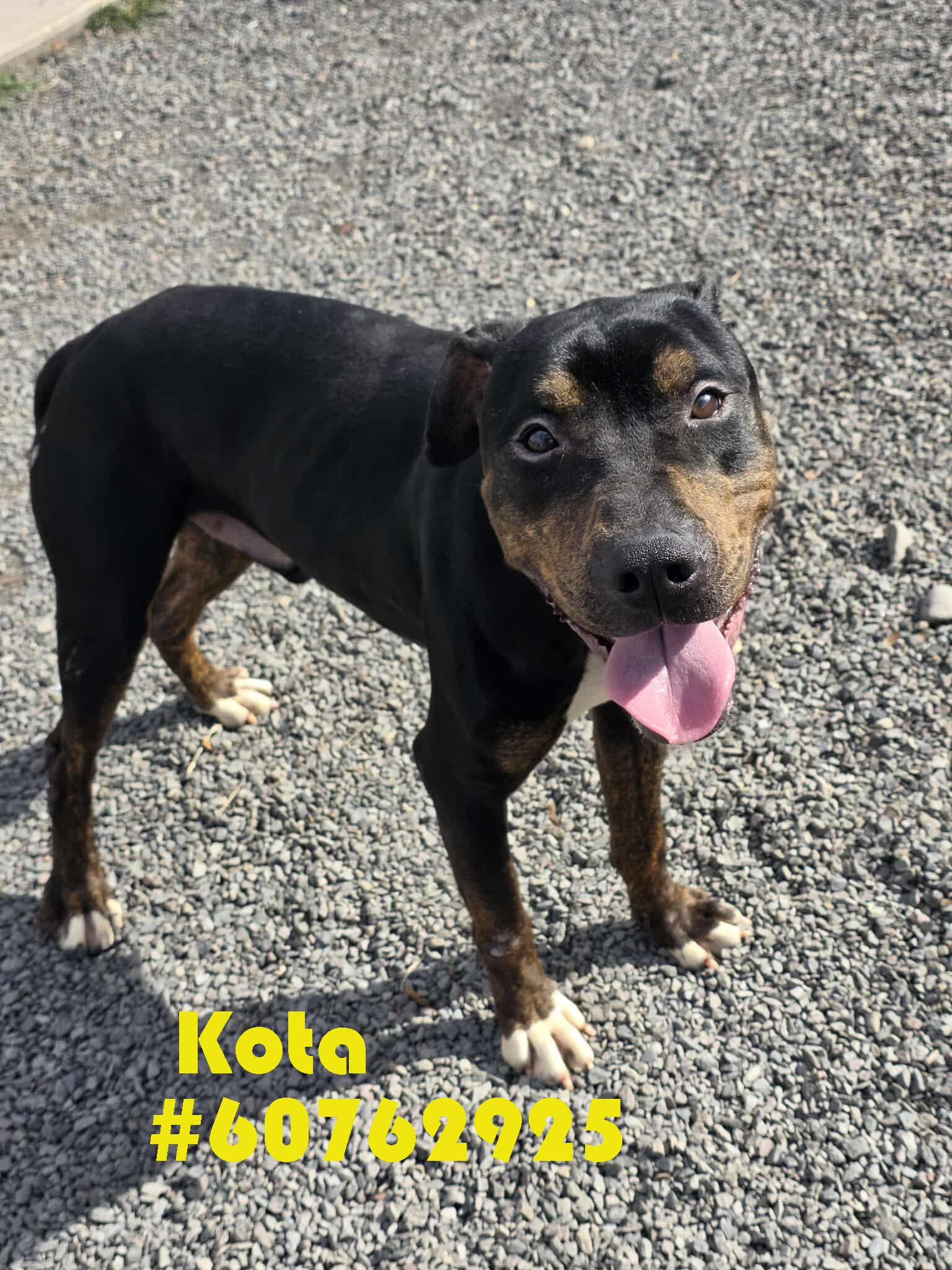 Kota , ADOPTABLE, Adult Male Pit Bull Terrier.