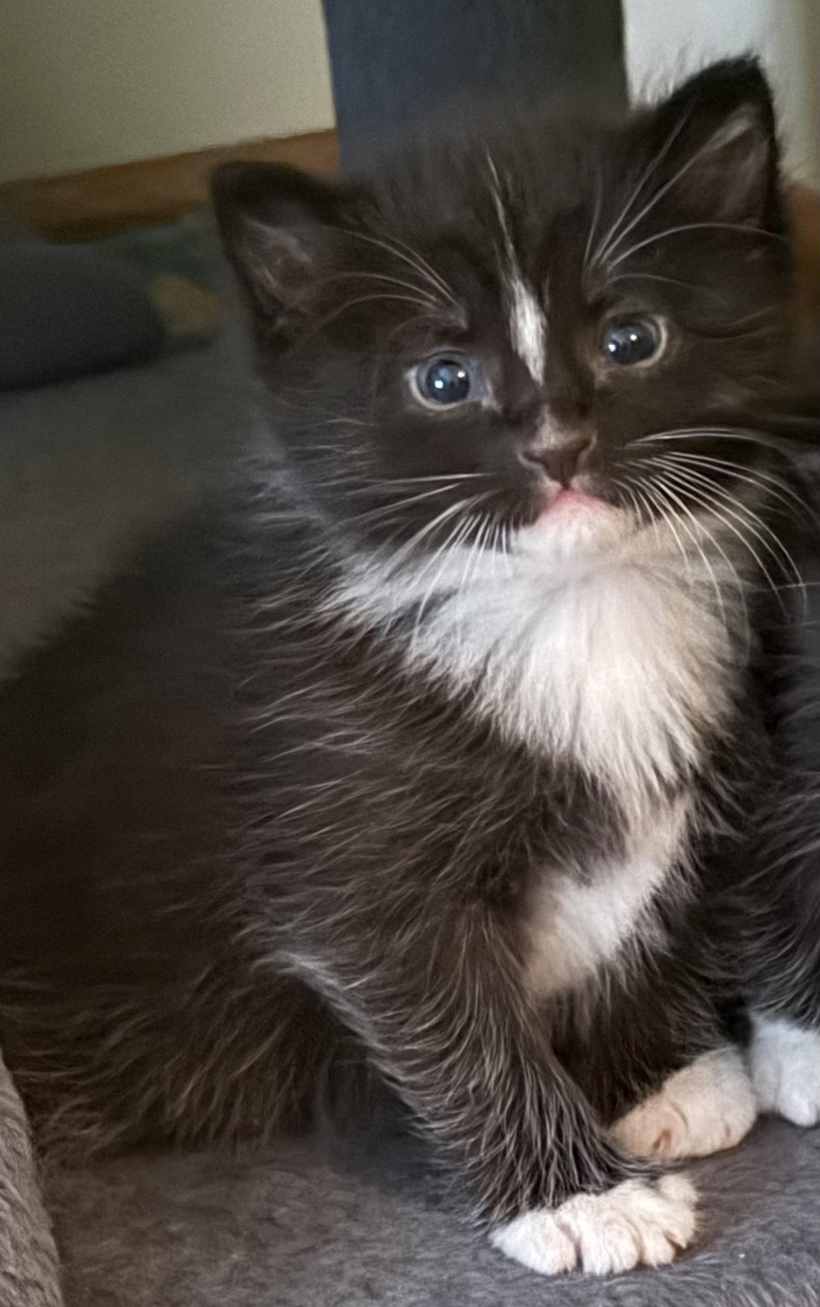 Enlarge Moby, a Adopted mixed breed in Georgetown, KY image 1/2