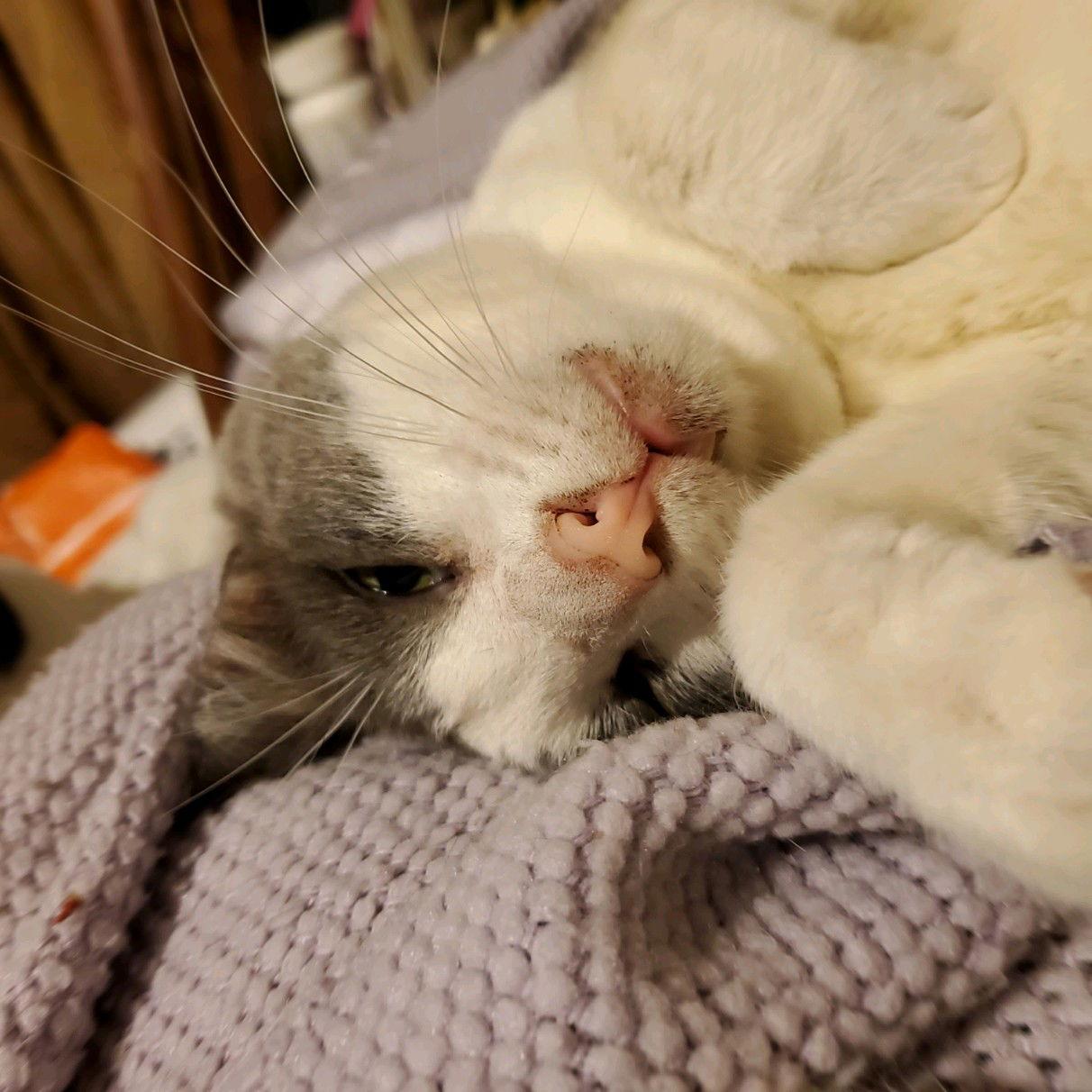 Donny - I am a Talker! — thumbnail 2