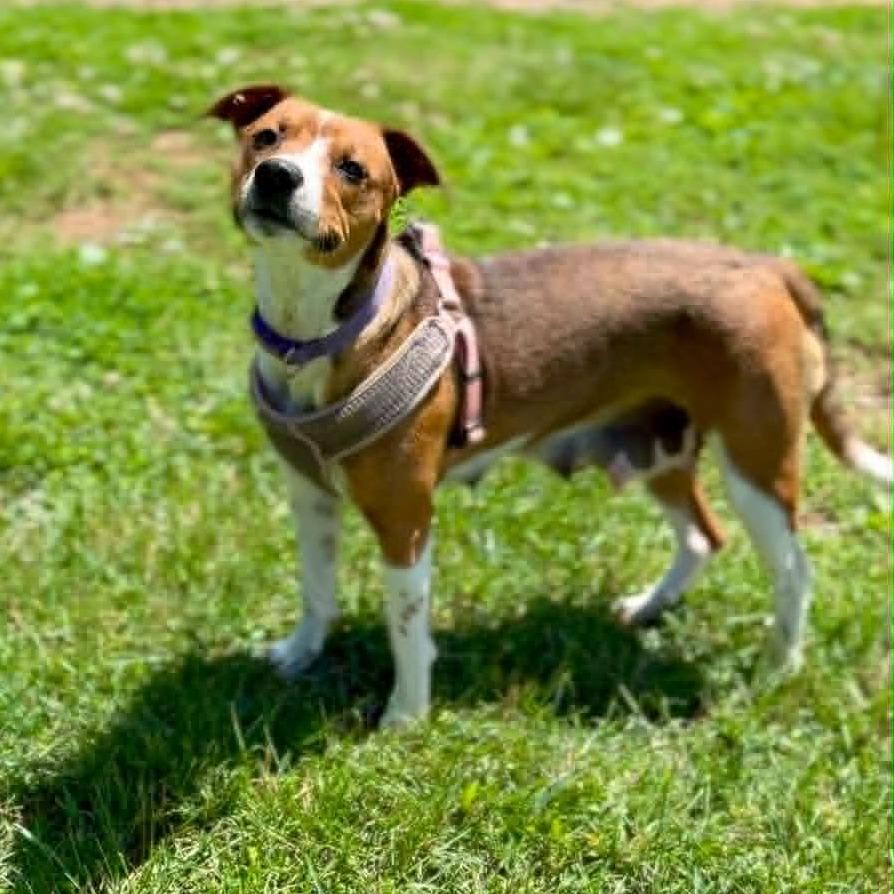 Speedy, Adoptable, Young Female Mixed Breed.