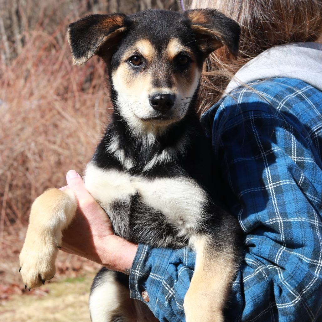 Enlarge CT Lauderdale, a Adoptable mixed breed in Eastford, CT image 4/5