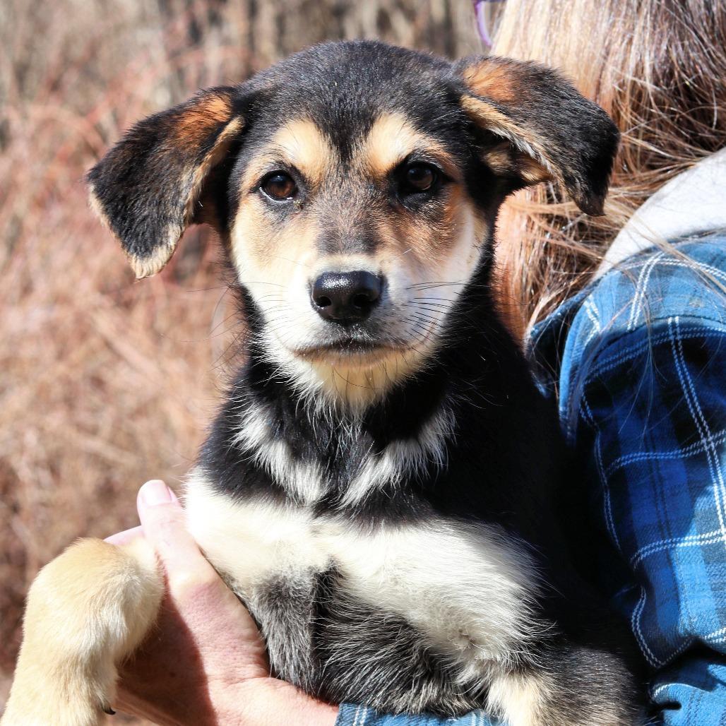 Enlarge CT Lauderdale, a Adoptable mixed breed in Eastford, CT image 5/5