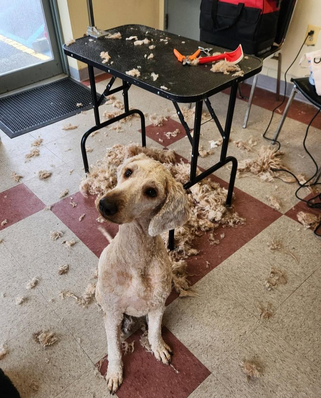 Noodle, ADOPTABLE, Adult Male Poodle & Golden Retriever.