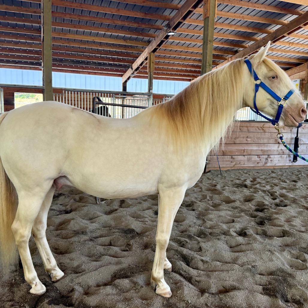 Ace, Adoptable, Senior Male Quarterhorse & Mustang.