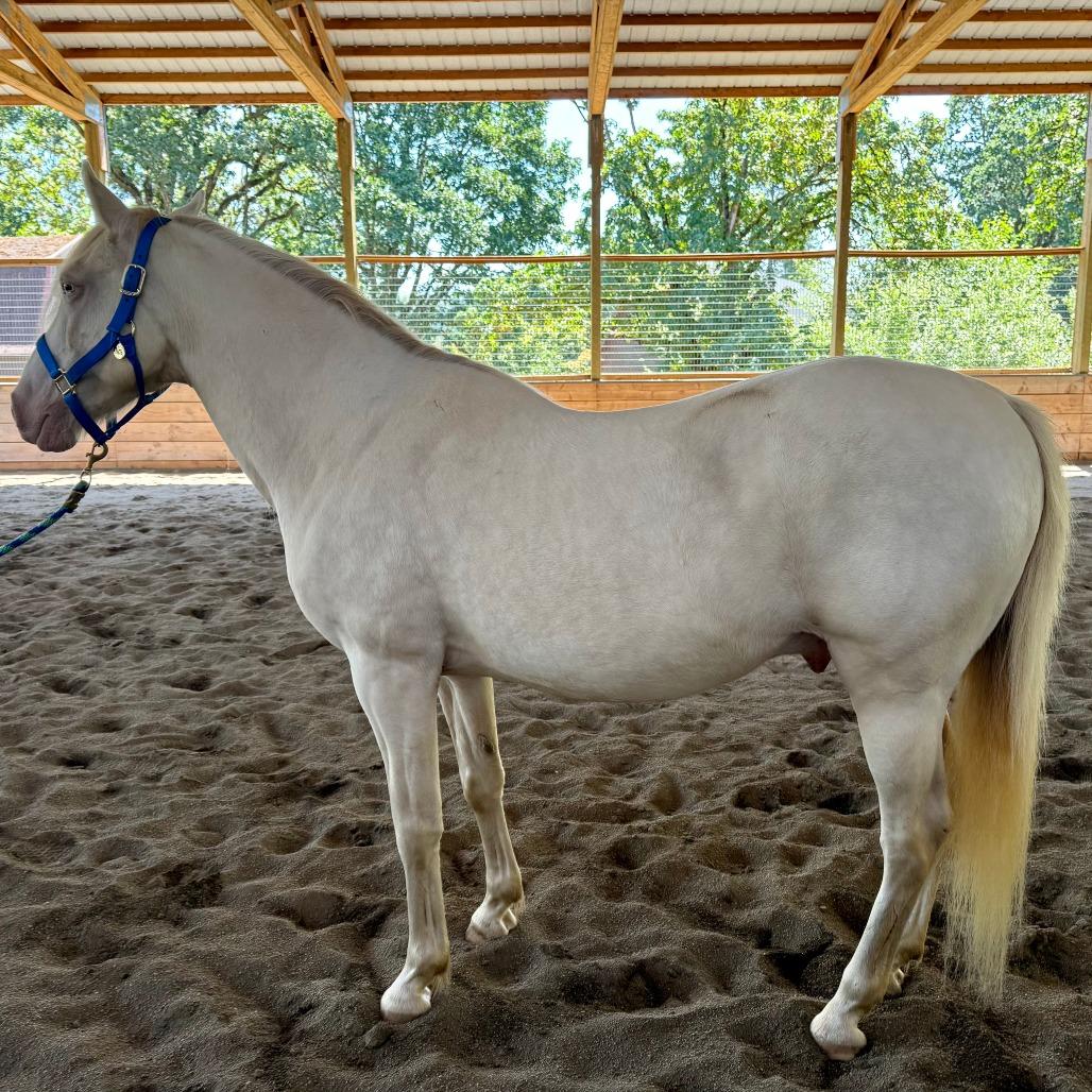 Enlarge Ace, a Adoptable mixed breed in Salem, OR image 2/3
