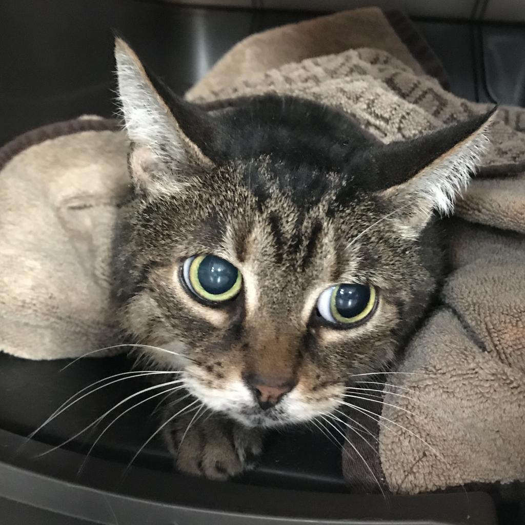 Enlarge Maggie Grace, a Adoptable Domestic Short Hair in Boston, MA image 1/2