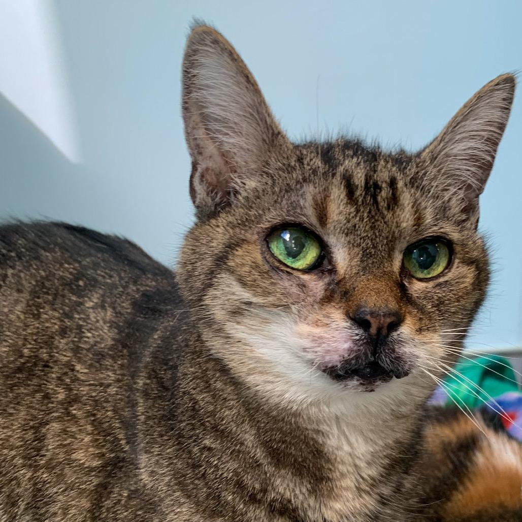 Enlarge Maggie Grace, a Adoptable Domestic Short Hair in Boston, MA image 2/2