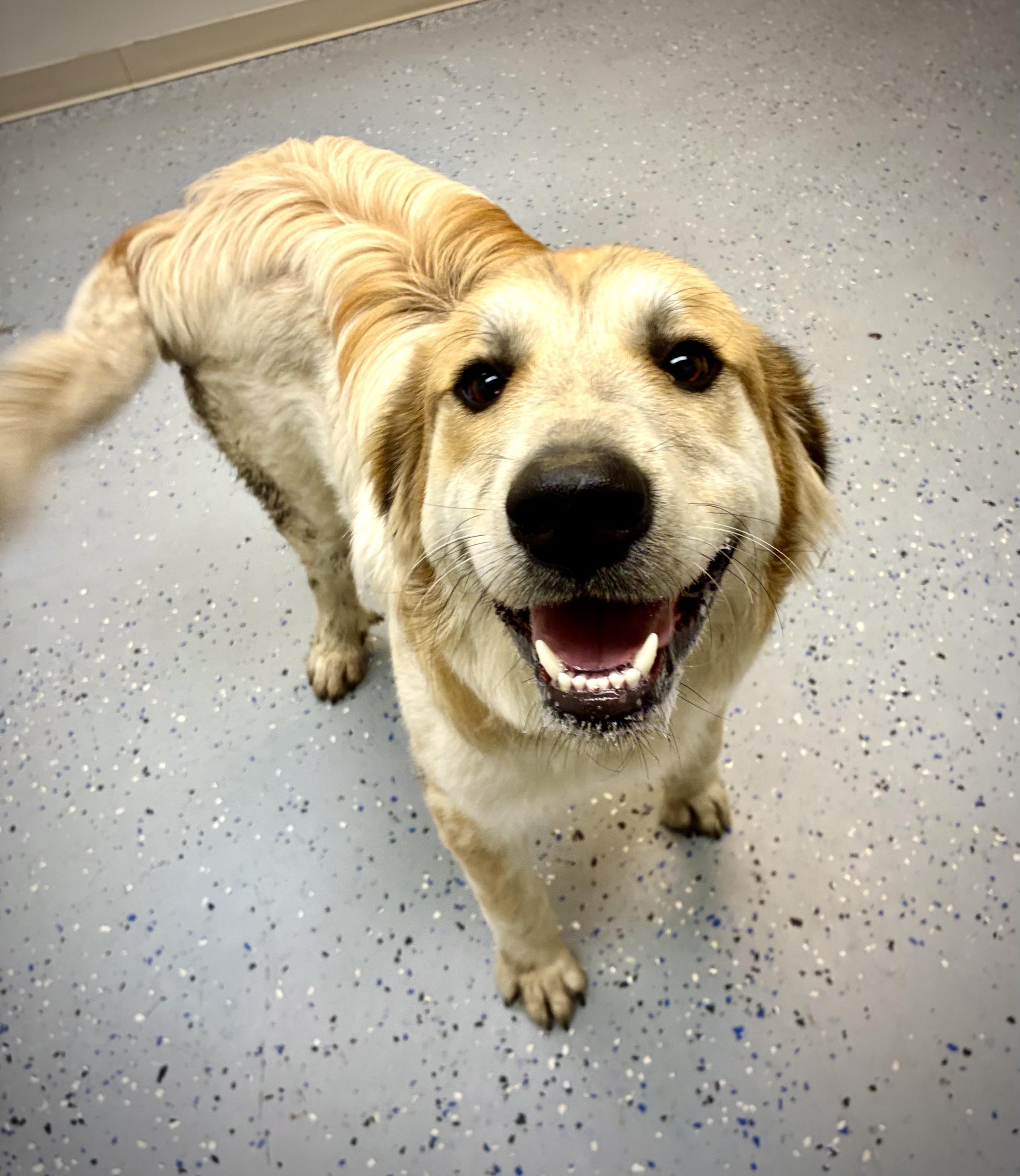 Enlarge Duke, a Adopted mixed breed in Senatobia, MS image 1/1
