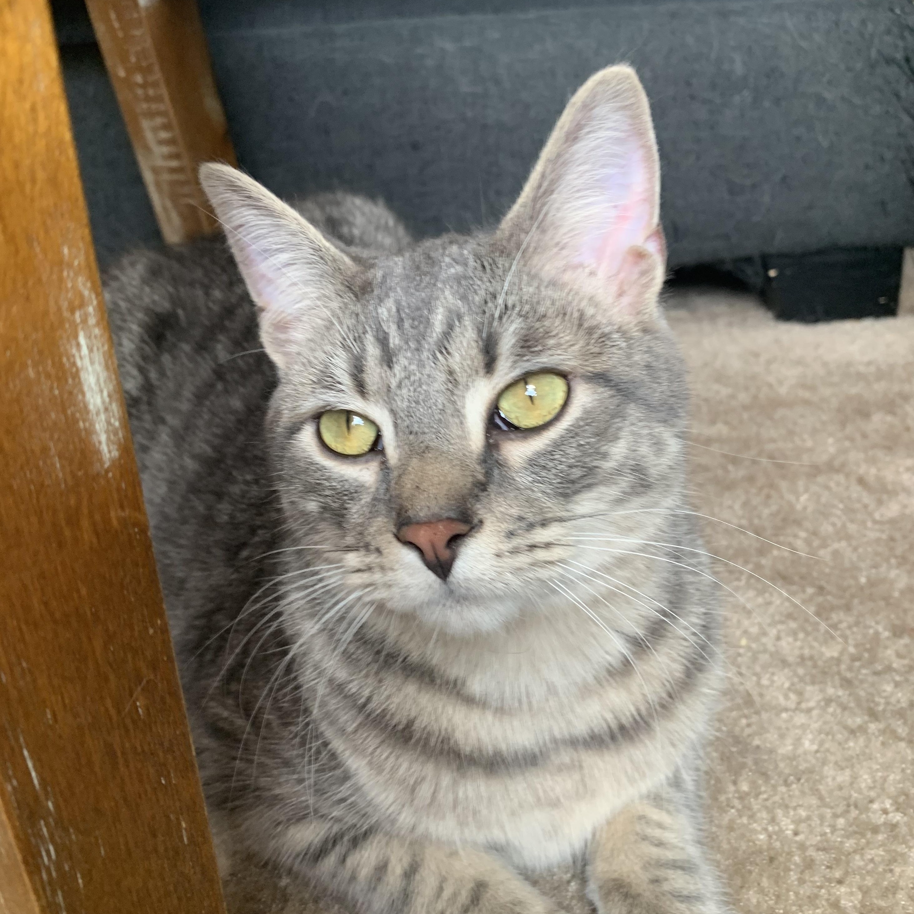 Enlarge DaBaby, a Adopted Domestic Short Hair in North Little Rock, AR image 4/6