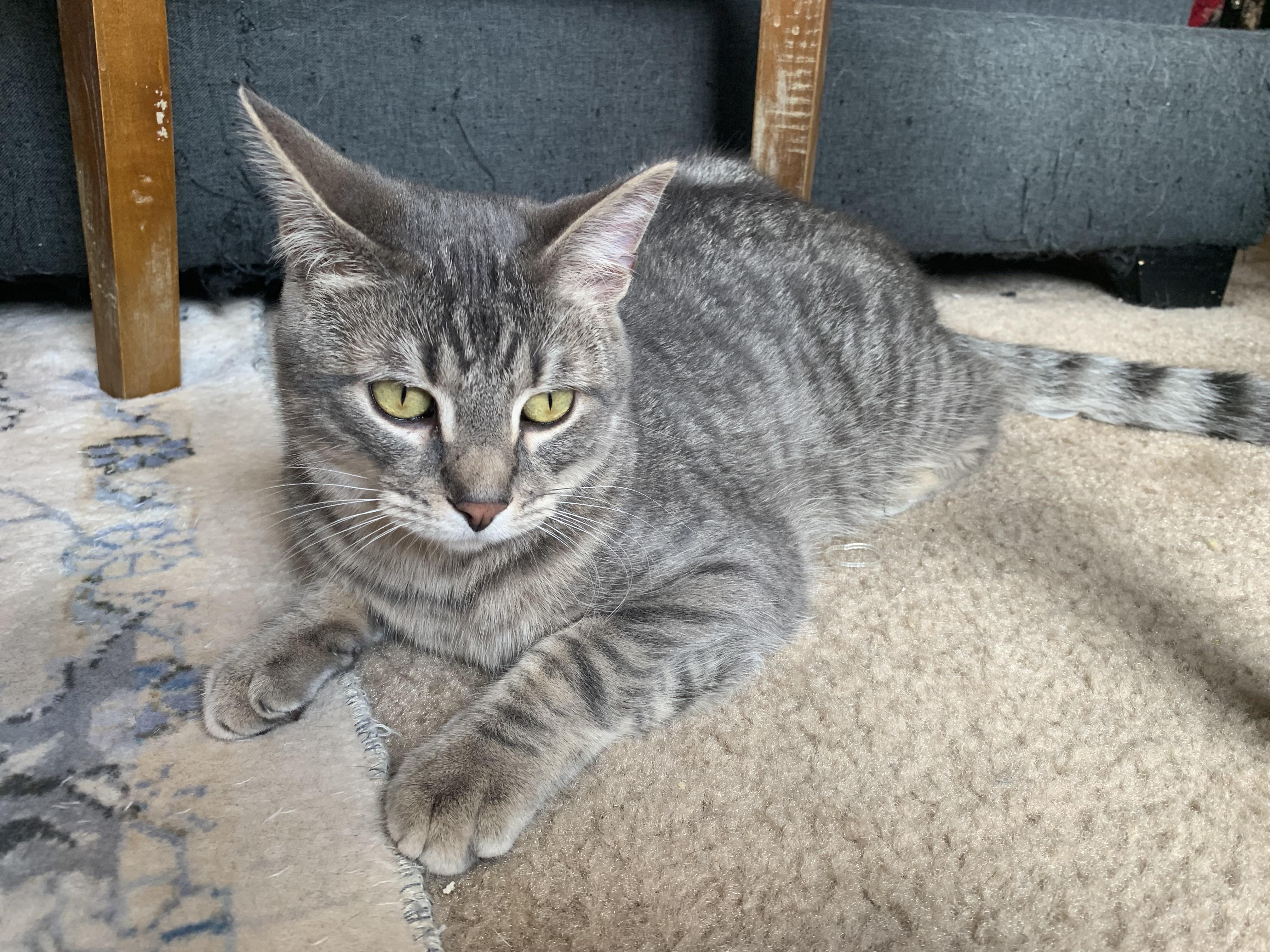 Enlarge DaBaby, a Adopted Domestic Short Hair in North Little Rock, AR image 3/6