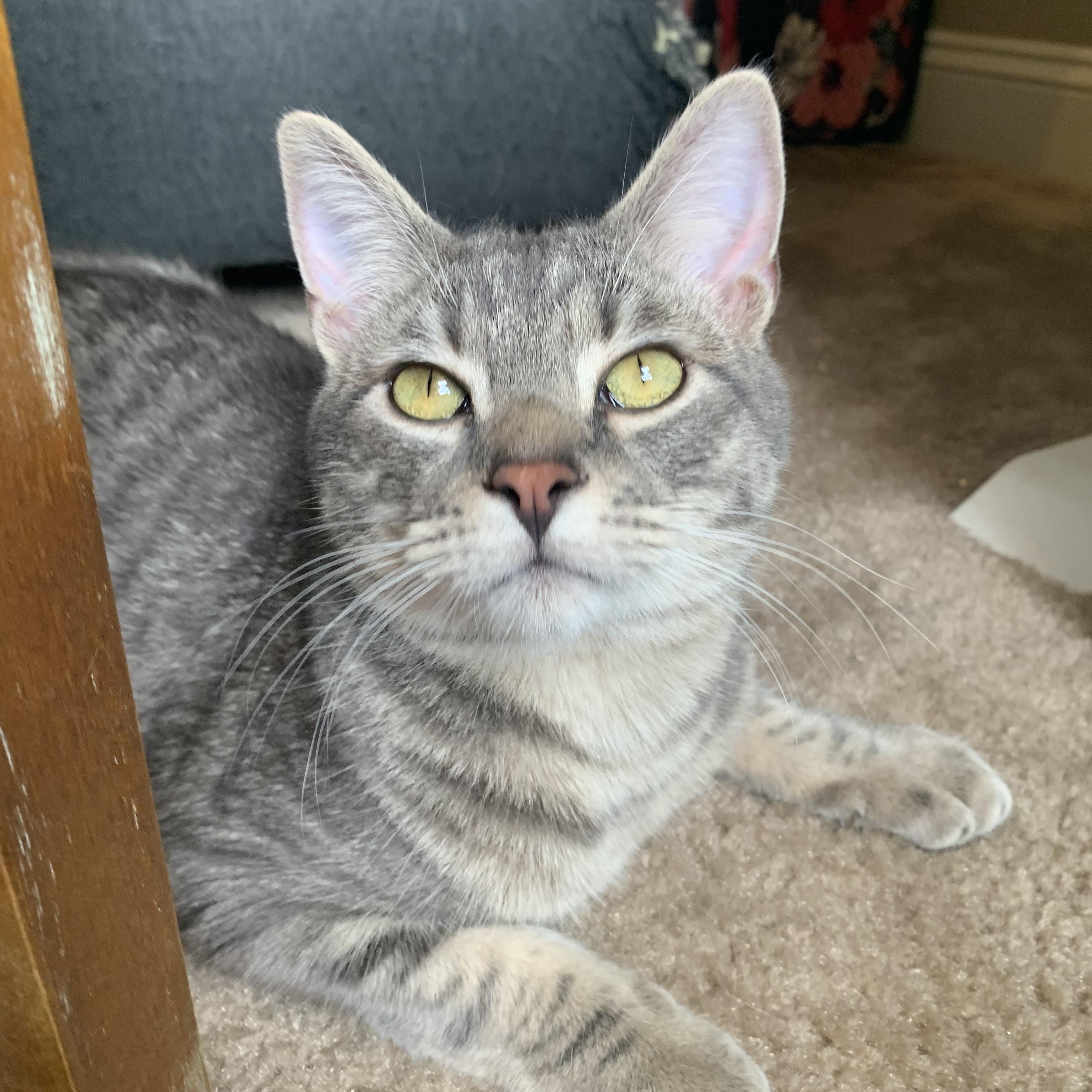 Enlarge DaBaby, a Adopted Domestic Short Hair in North Little Rock, AR image 6/6