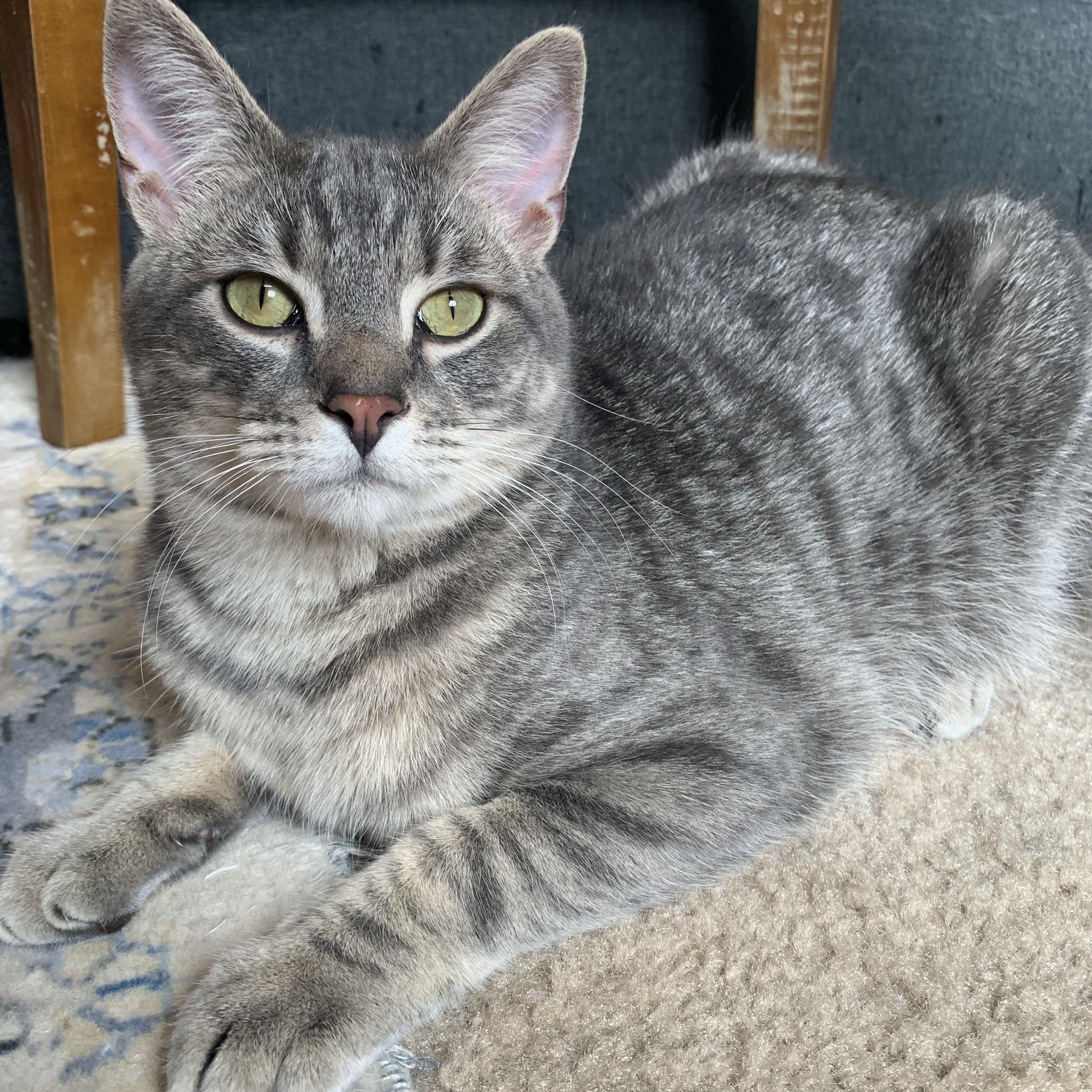 Enlarge DaBaby, a Adopted Domestic Short Hair in North Little Rock, AR image 1/6