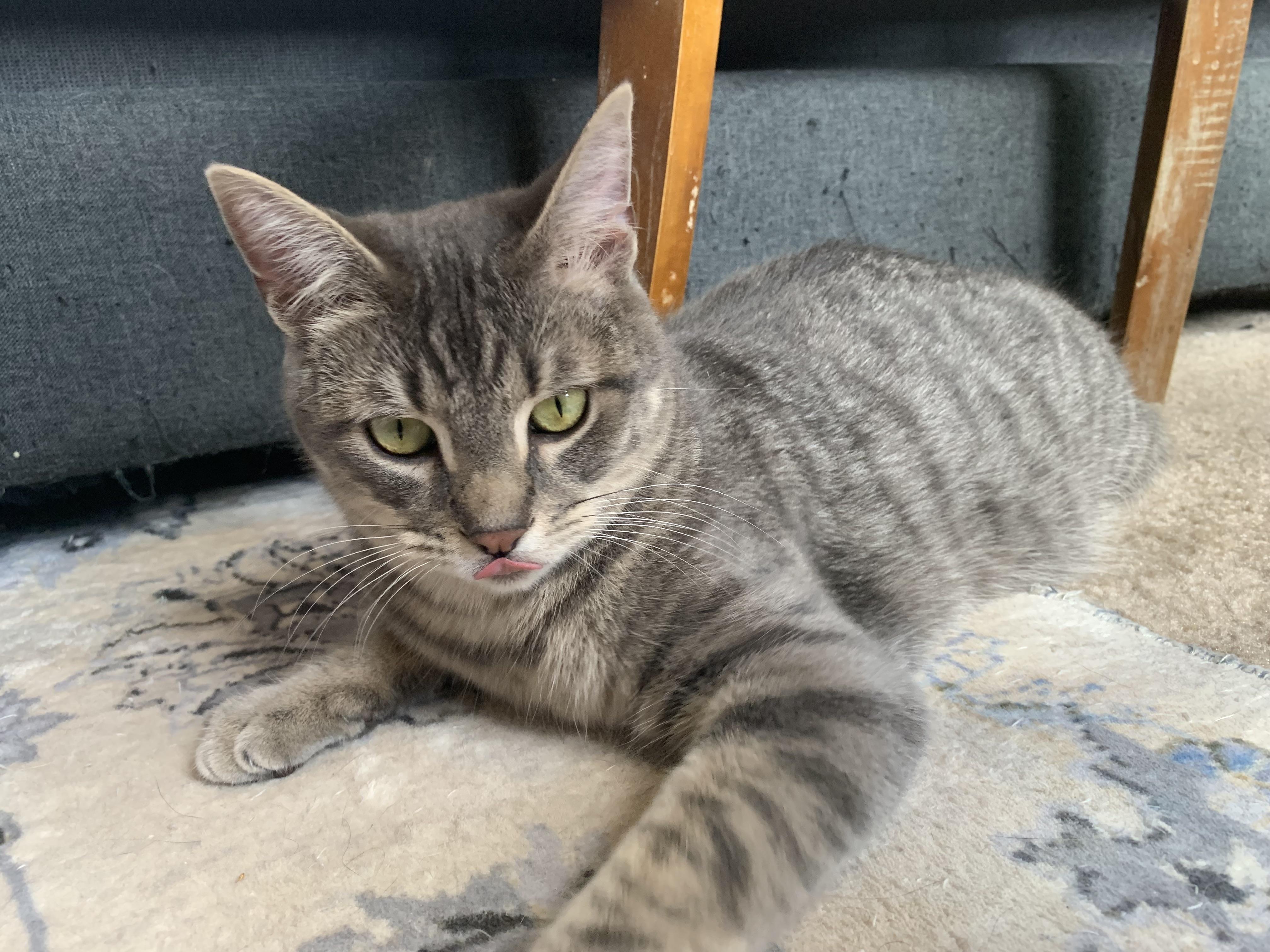 Enlarge DaBaby, a Adopted Domestic Short Hair in North Little Rock, AR image 5/6