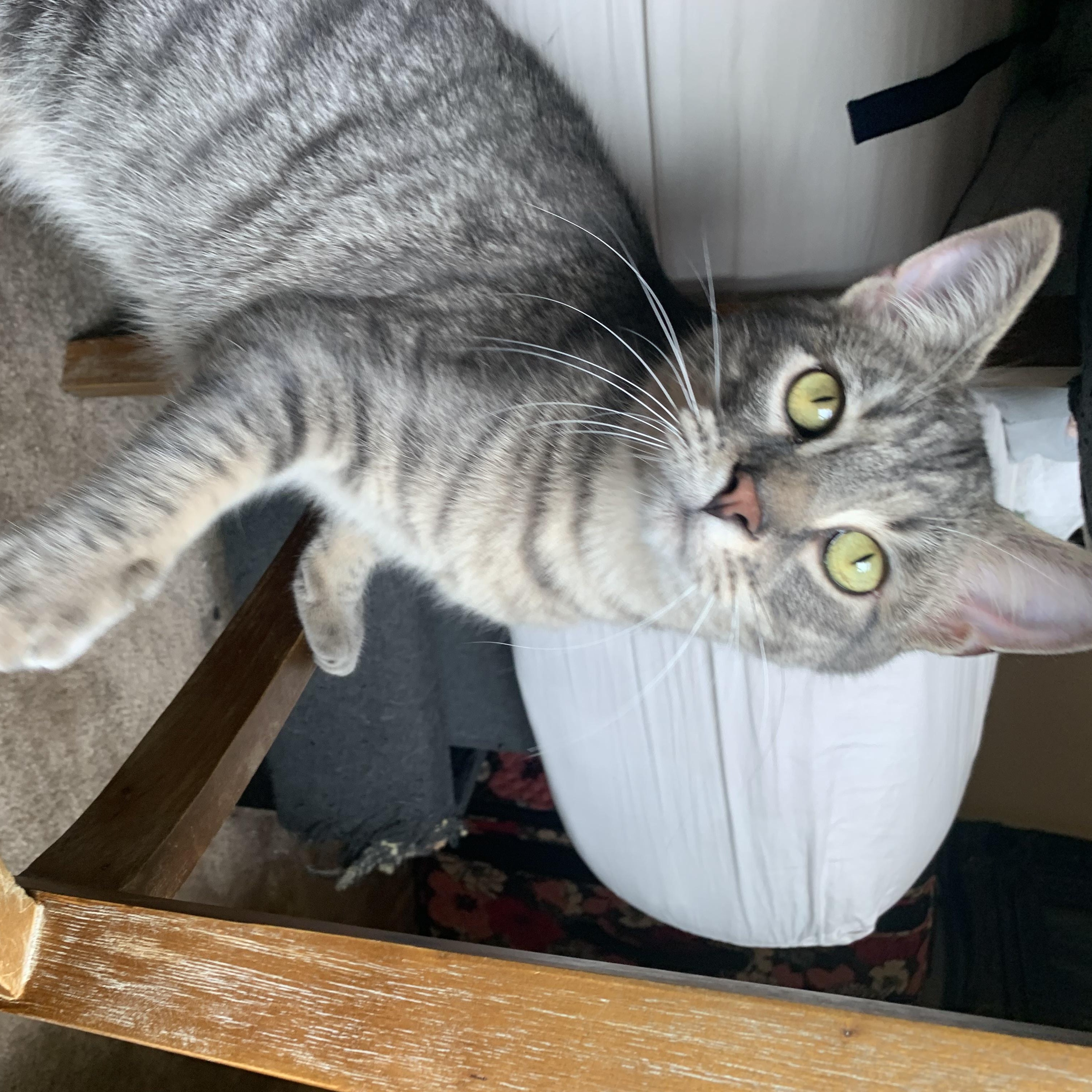 Enlarge DaBaby, a Adopted Domestic Short Hair in North Little Rock, AR image 2/6