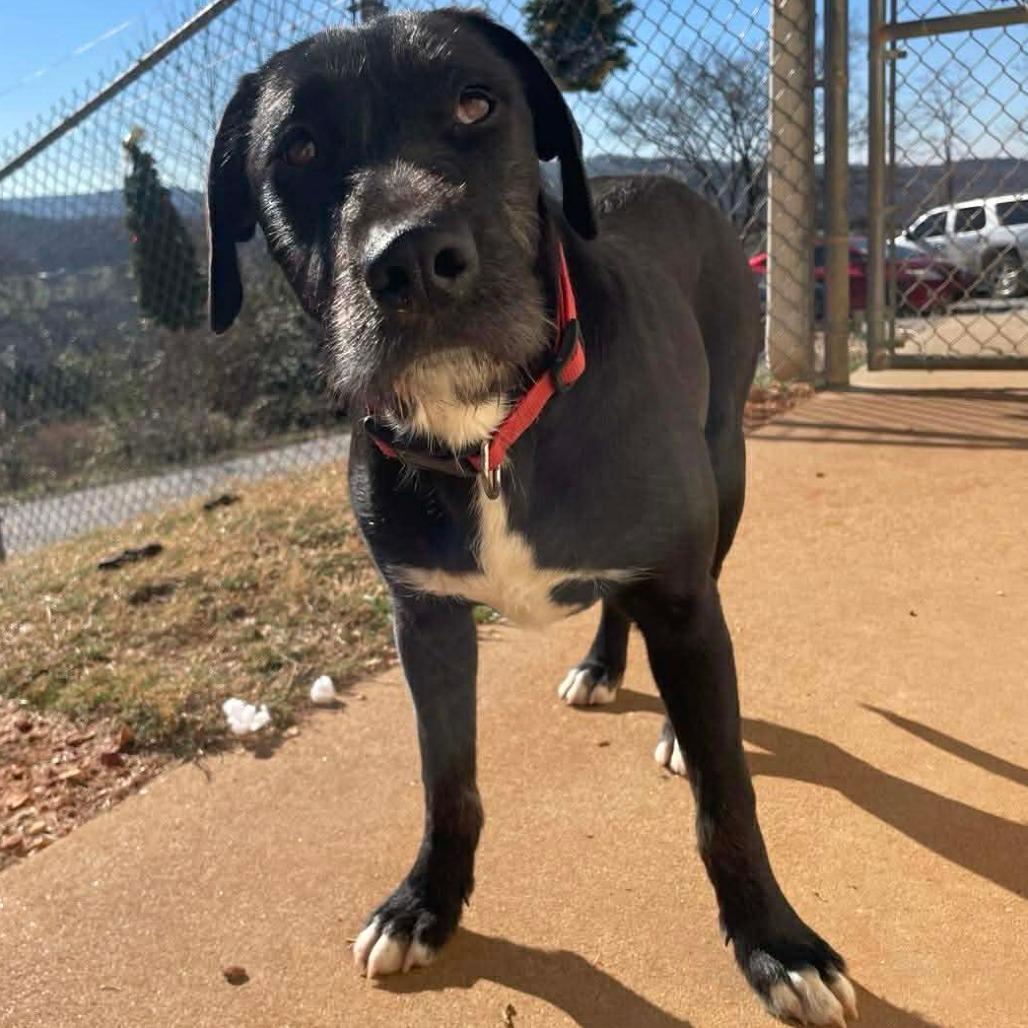 Enlarge Noelle, a Adoptable Mixed Breed in Huntsville, AR image 1/3