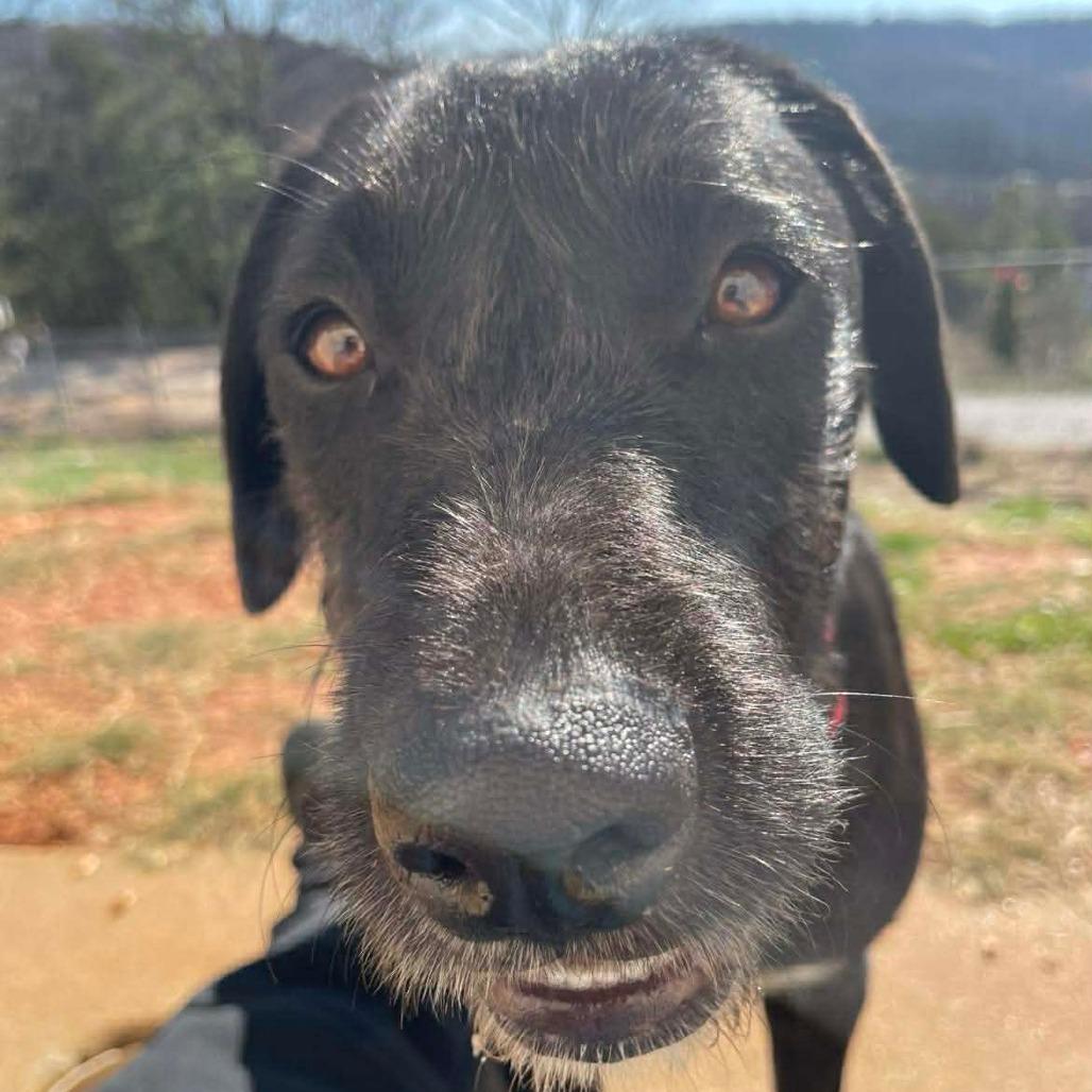 Enlarge Noelle, a Adoptable Mixed Breed in Huntsville, AR image 2/3