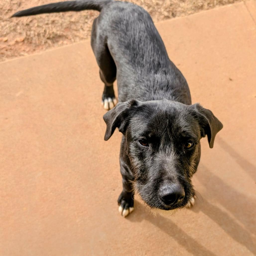 Enlarge Noelle, a Adoptable Mixed Breed in Huntsville, AR image 3/3