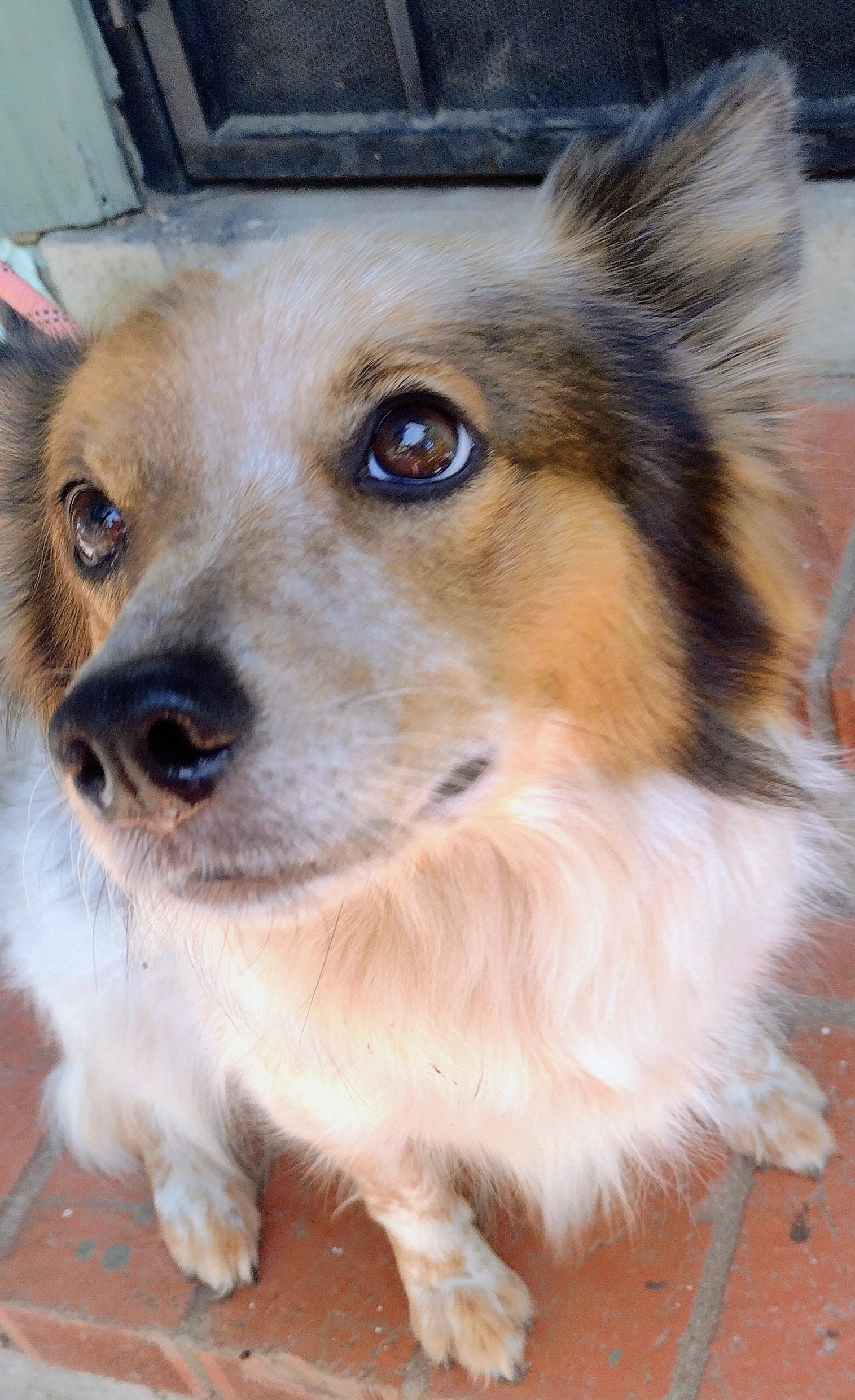 Bodie, a ADOPTABLE mixed breed in El Cajon, CA image 4/5