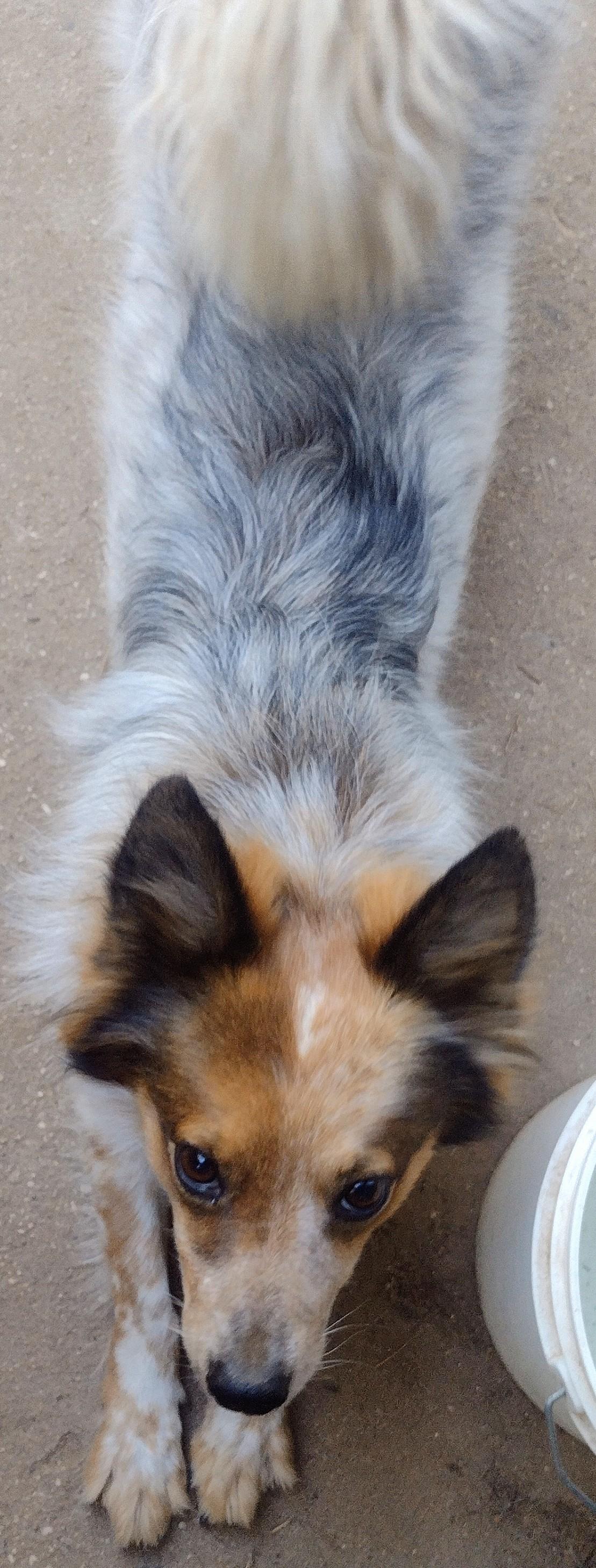 Bodie, a ADOPTABLE mixed breed in El Cajon, CA image 5/5